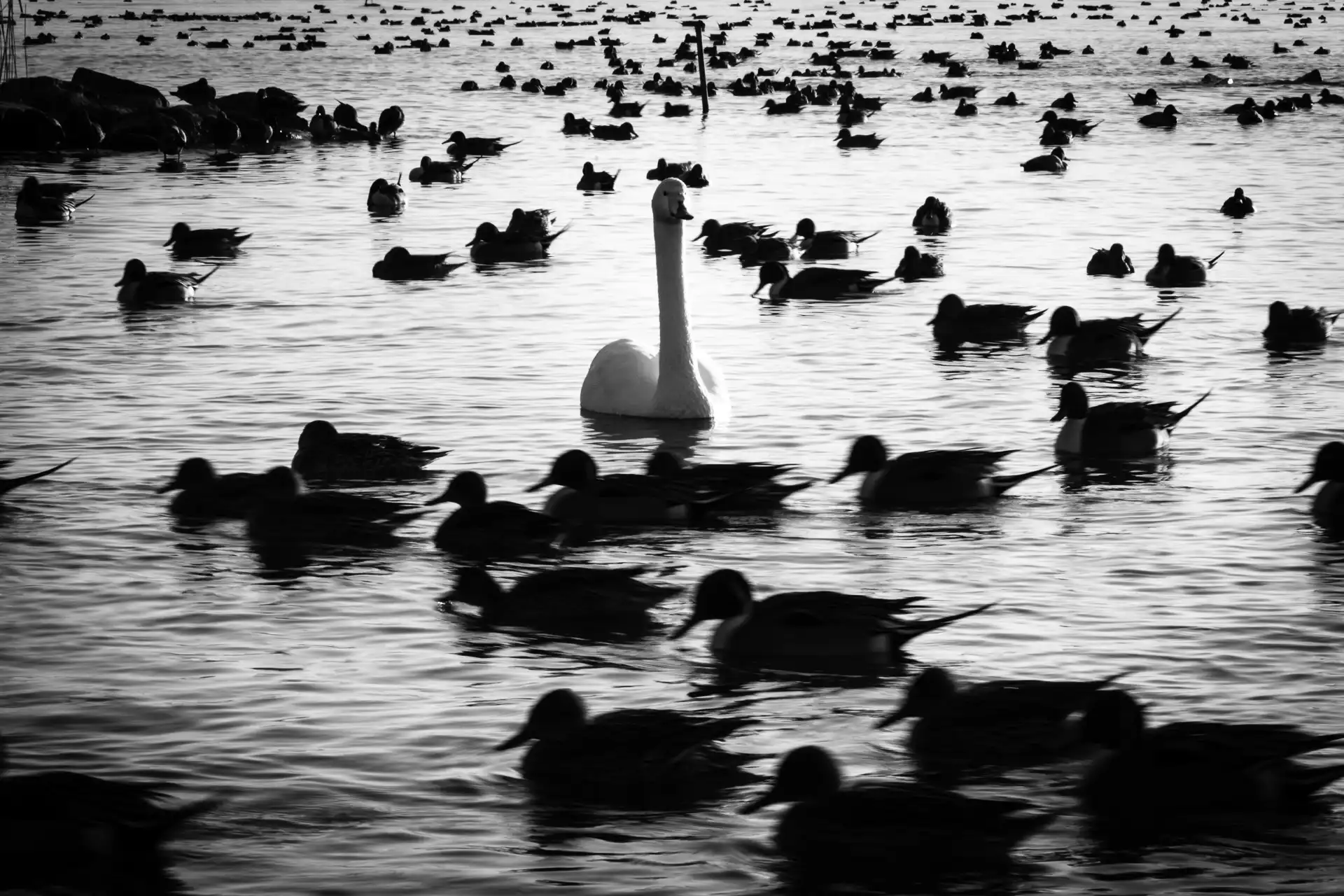 Birdland - 2