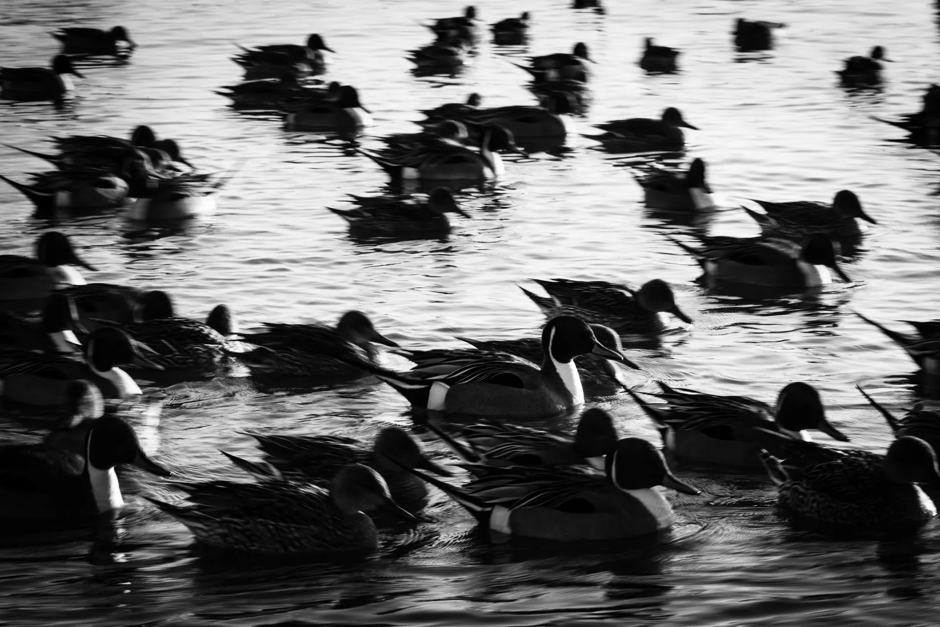 Birdland - 3