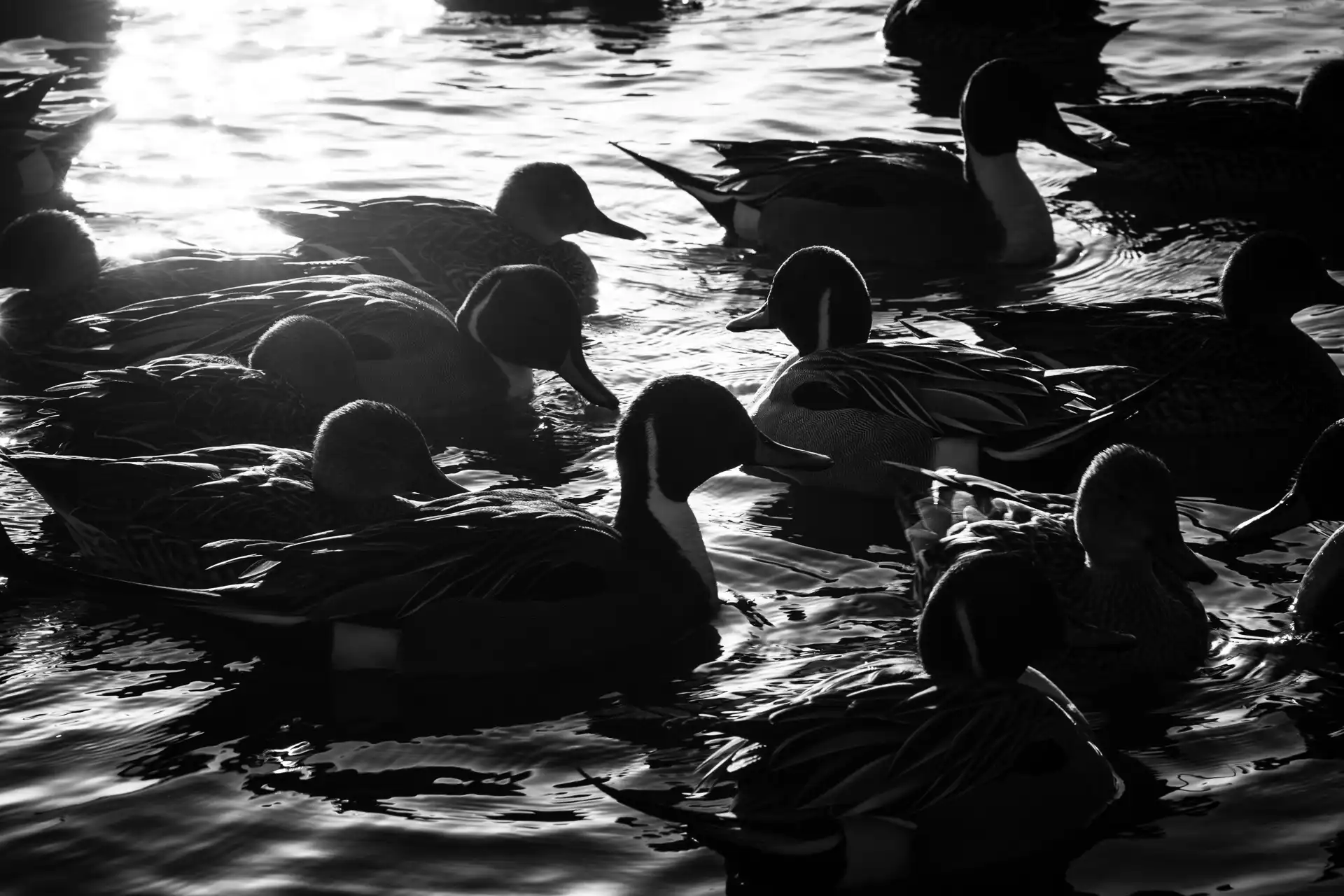 Birdland - 4