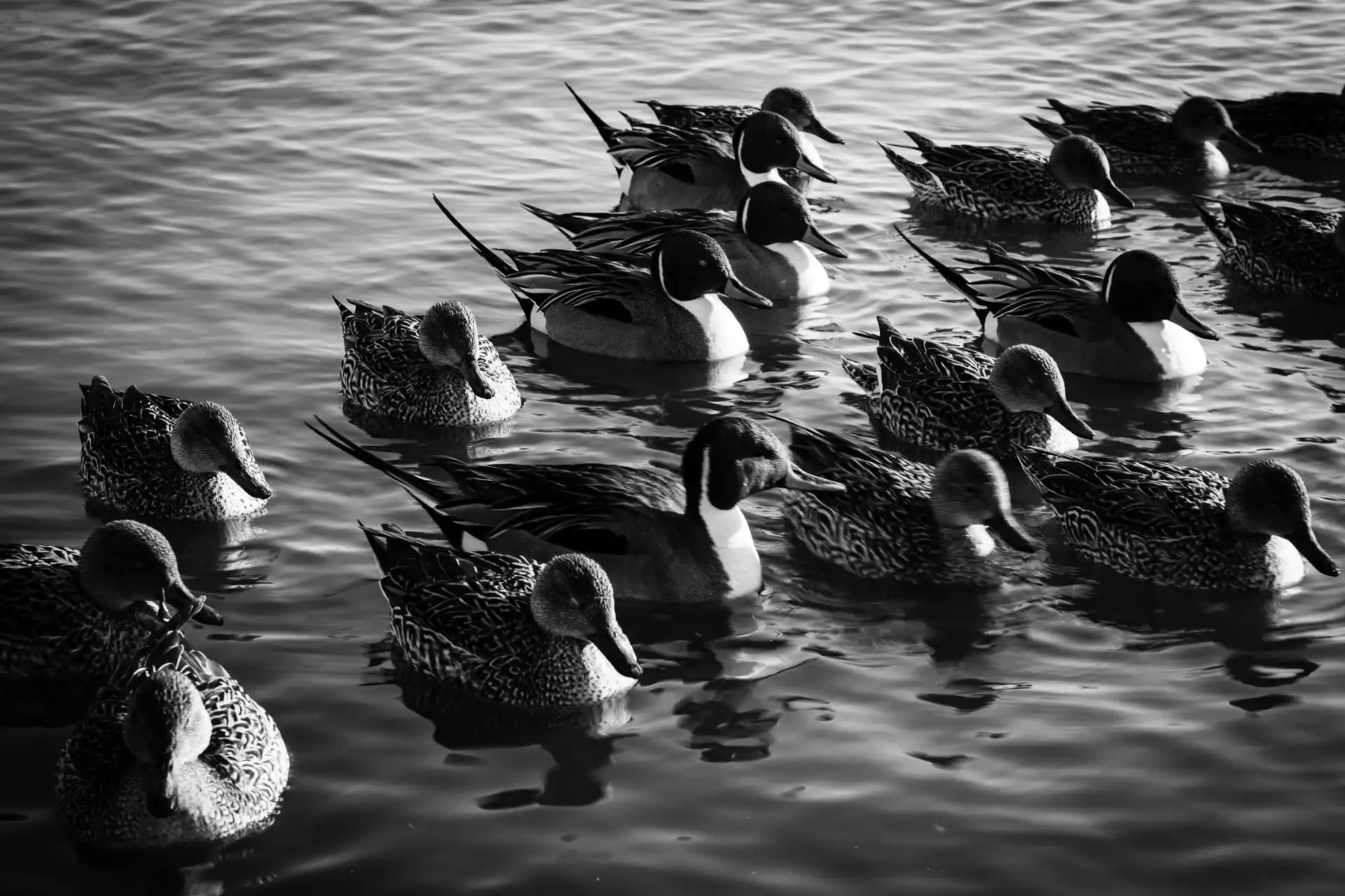 Birdland - 5