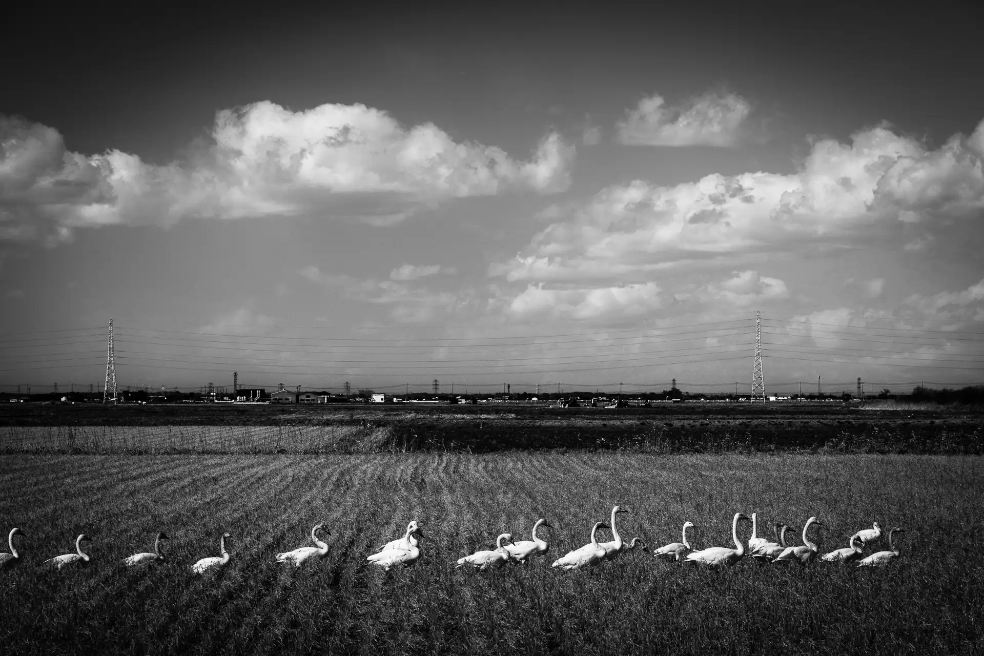 Landscape - 10