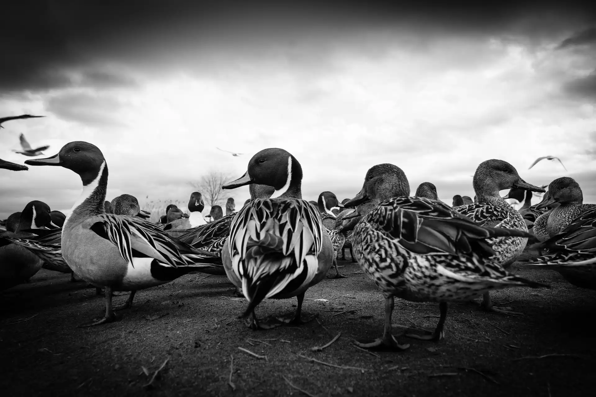 Birdland - 6