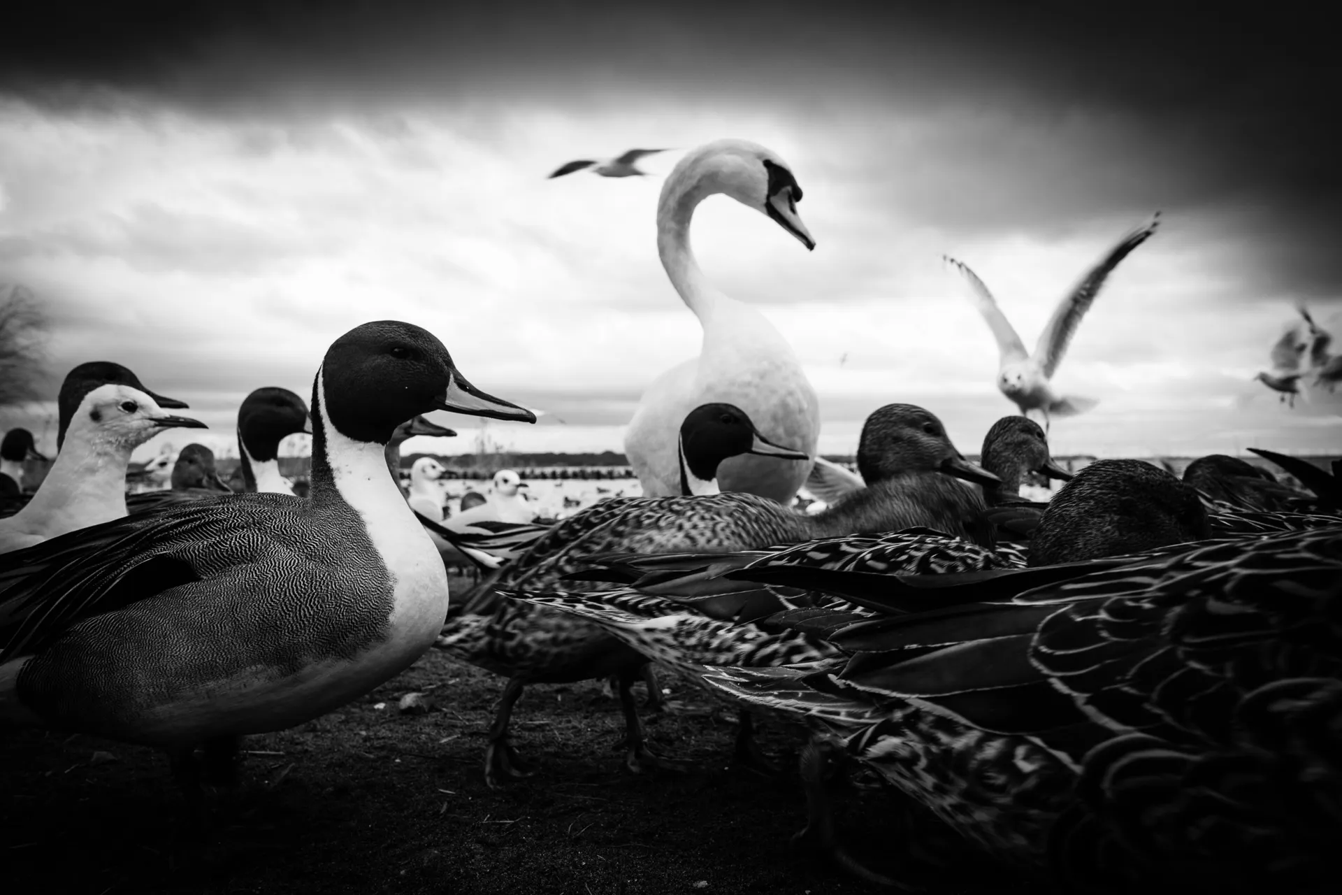 Birdland - 7