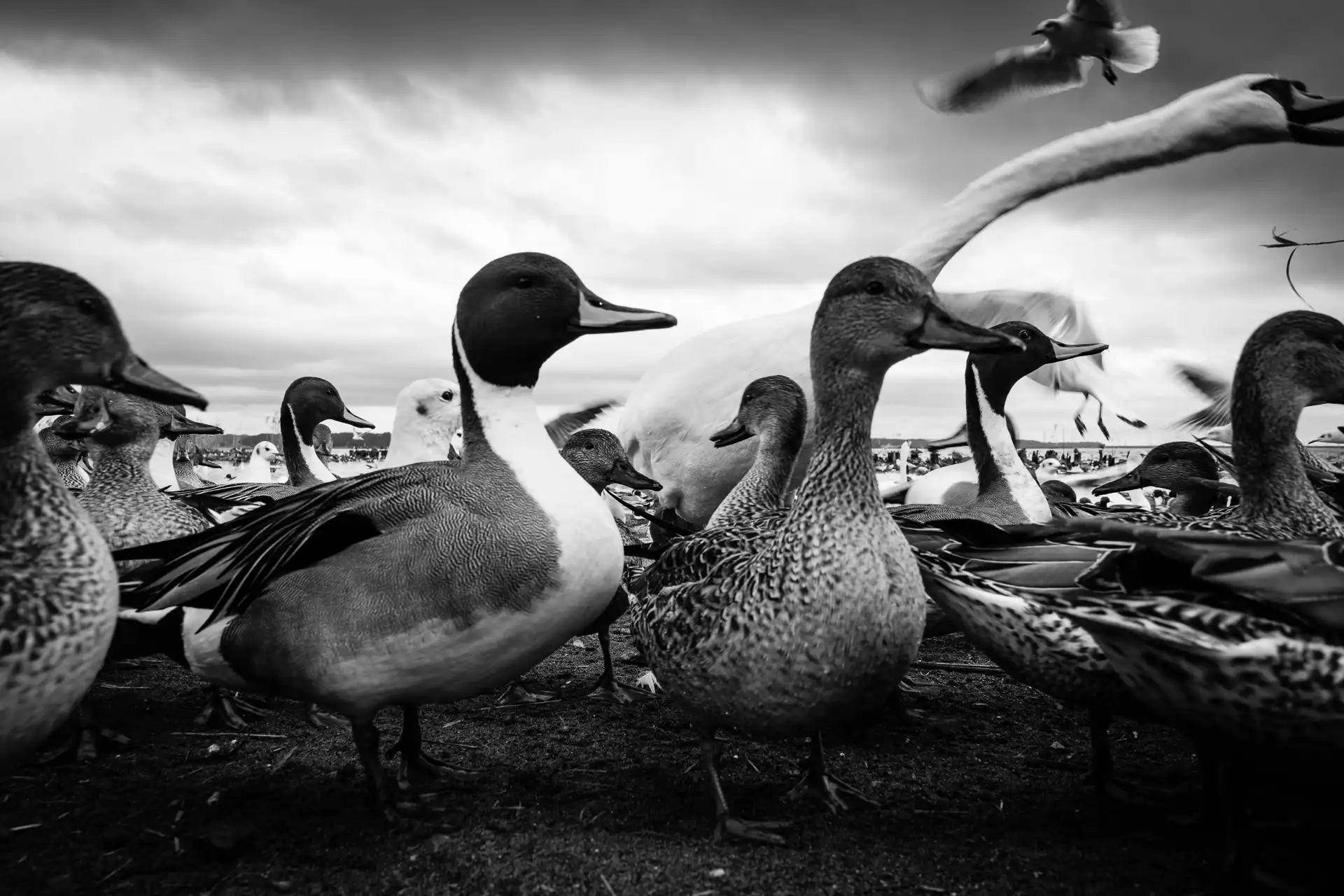 Birdland - 8