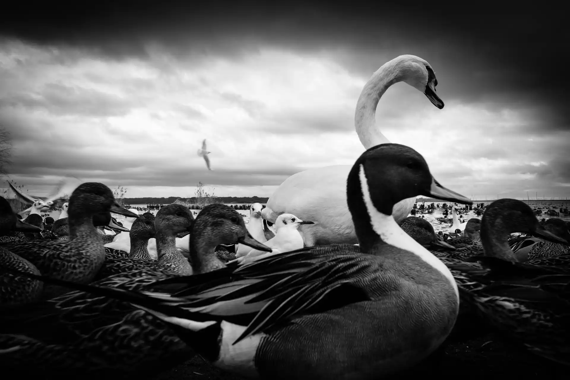 Birdland - 9