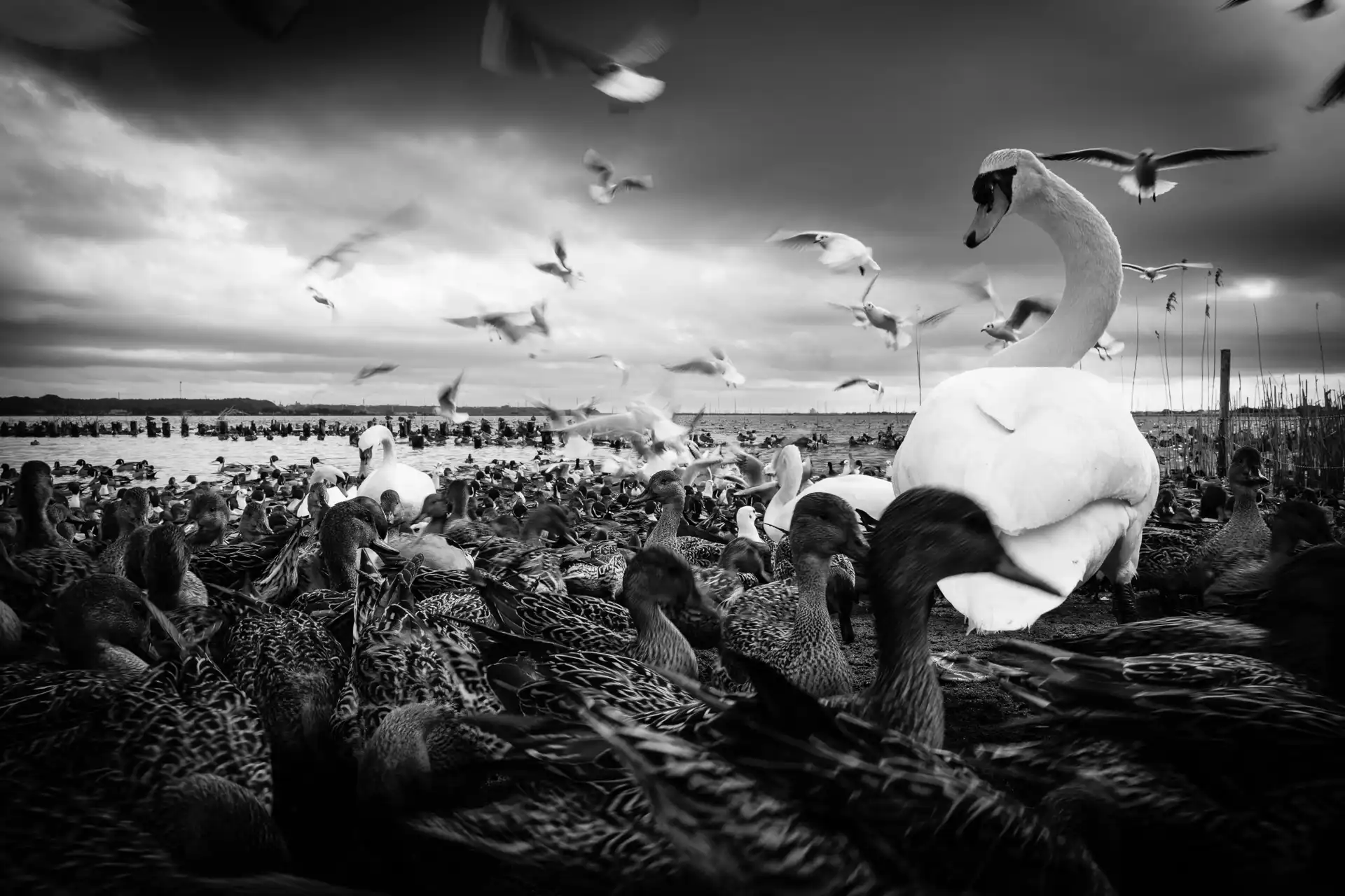Birdland - 12
