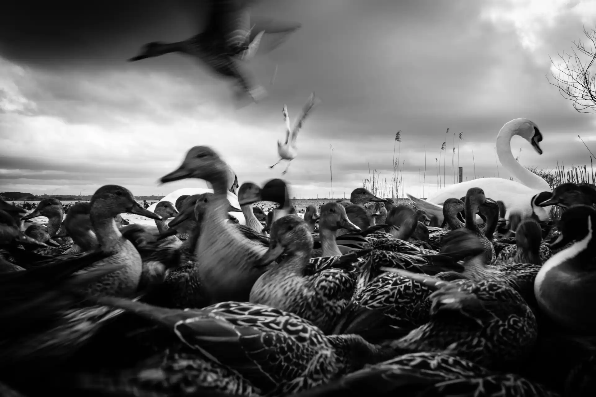 Birdland - 13
