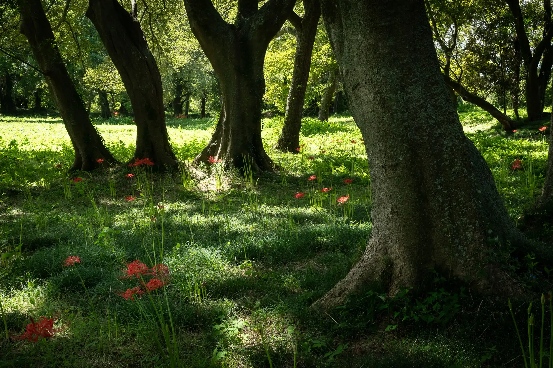 Red Spider Lilies - 1