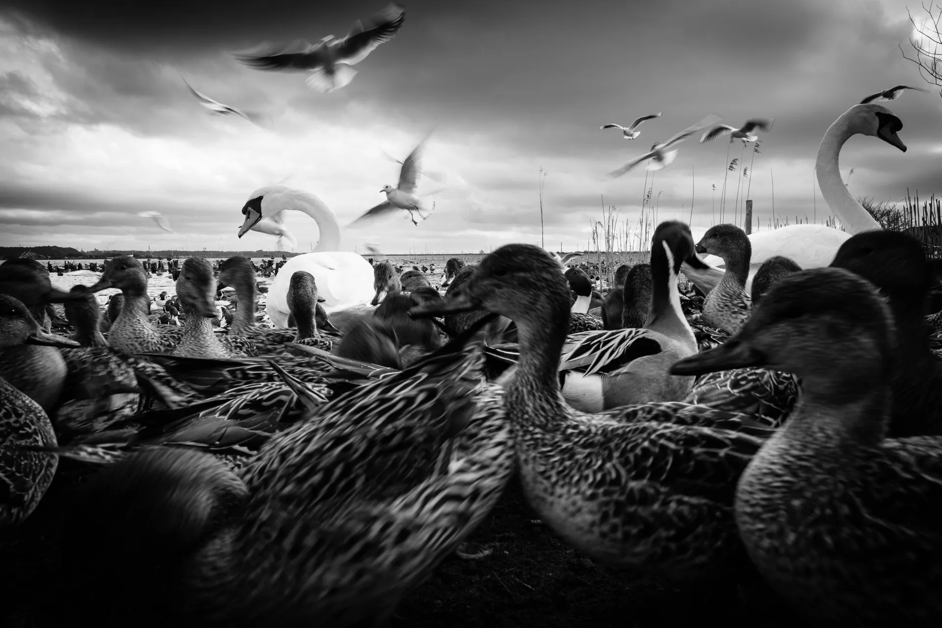 Birdland - 14