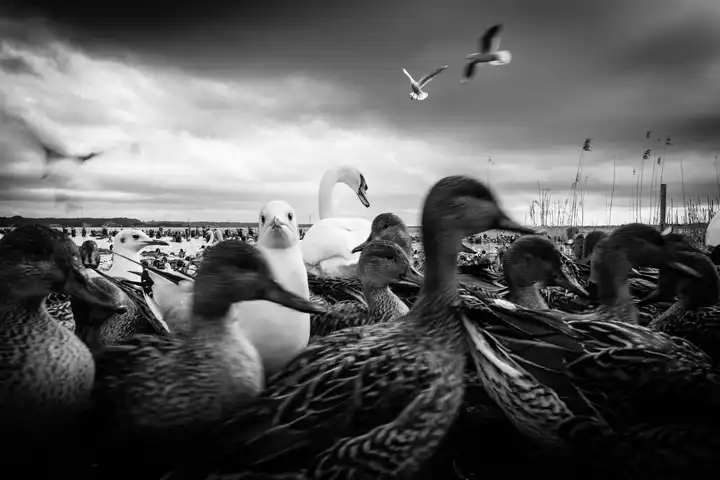 Birdland