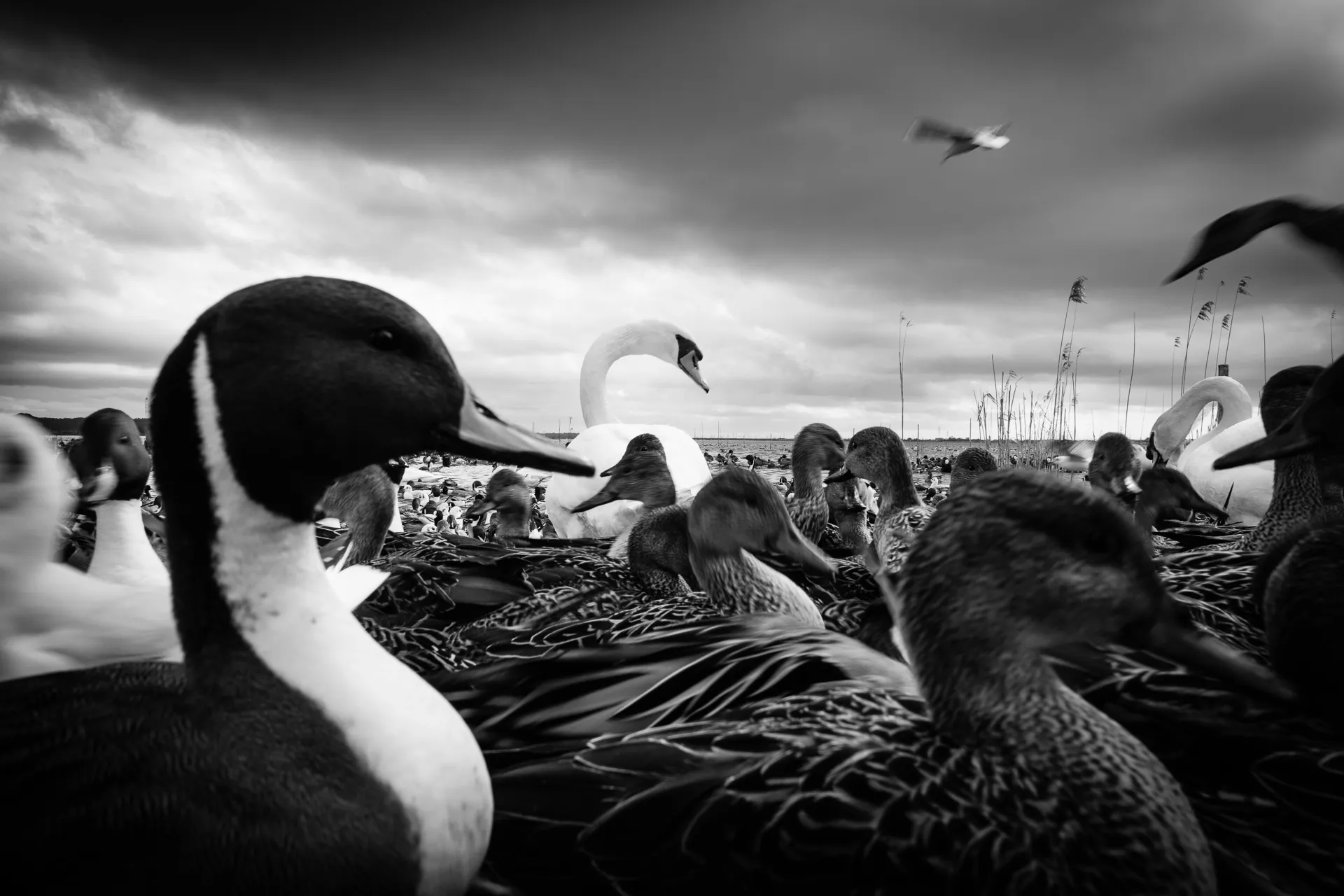 Birdland - 16