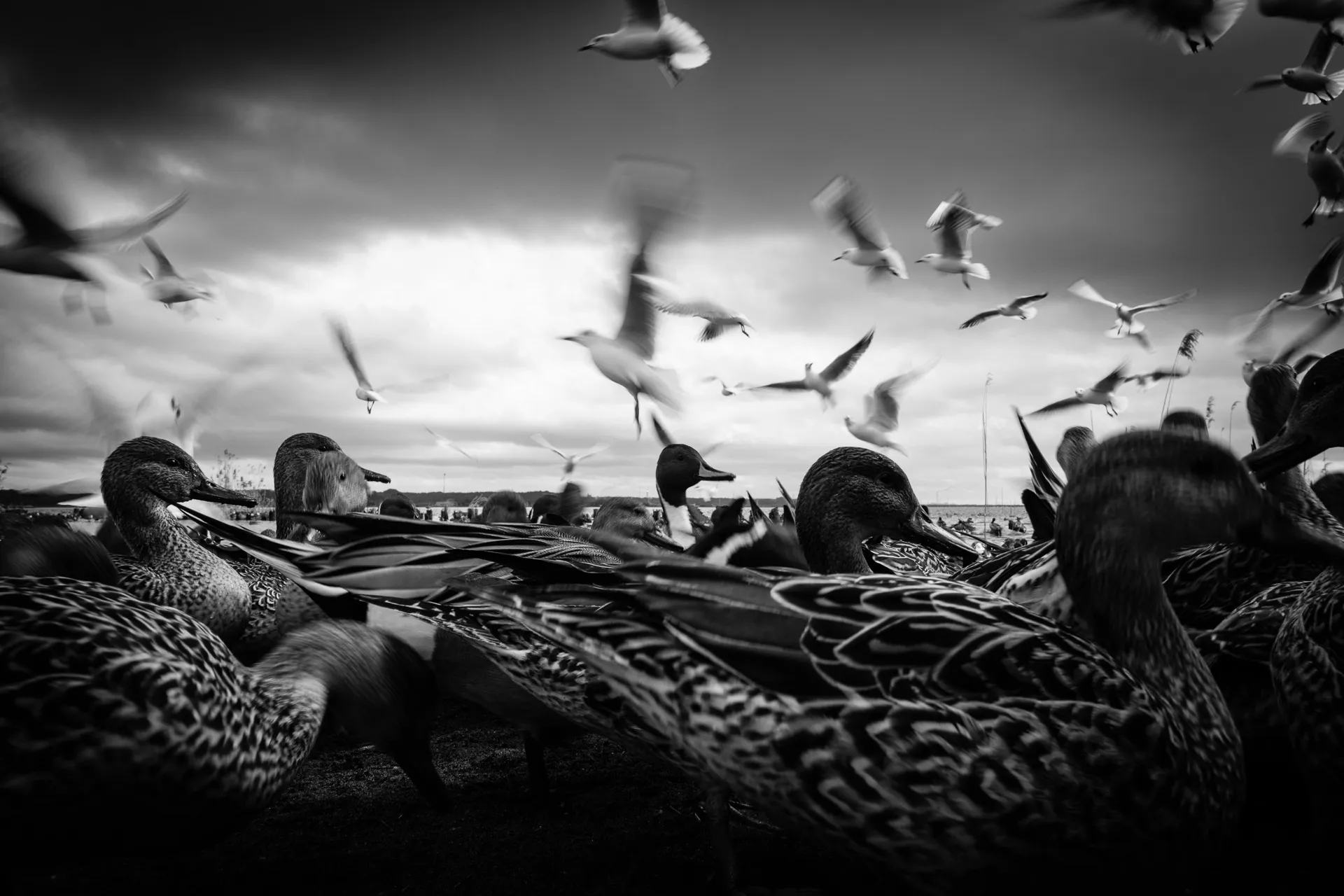 Birdland - 17