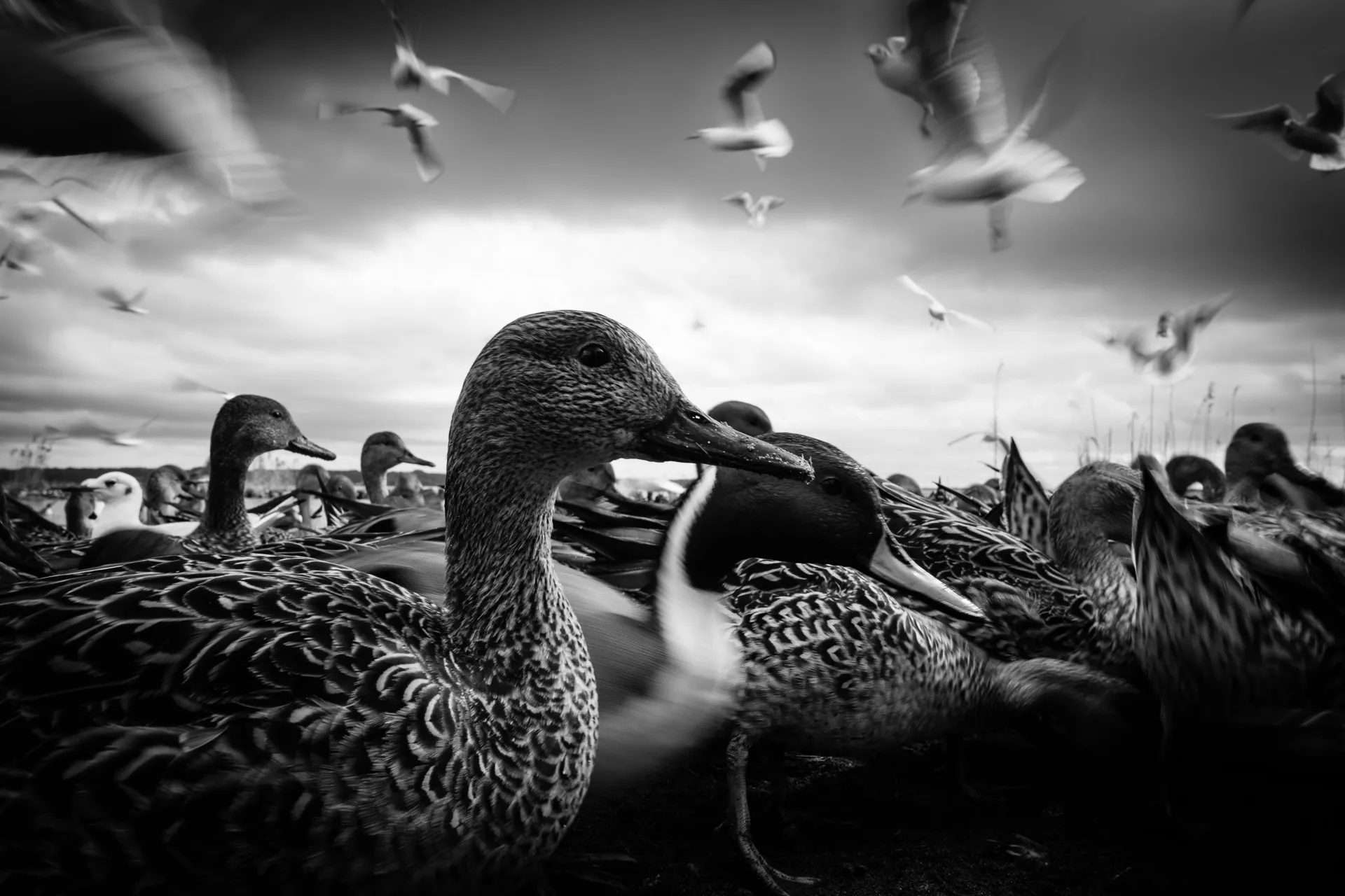 Birdland - 18