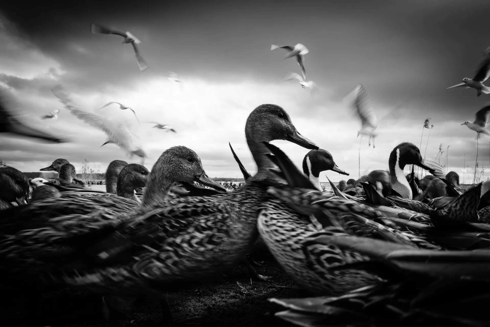 Birdland - 19