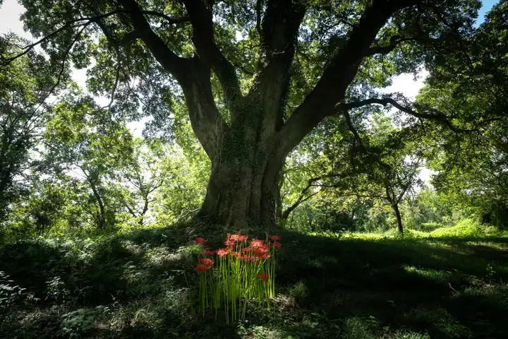Red Spider Lilies