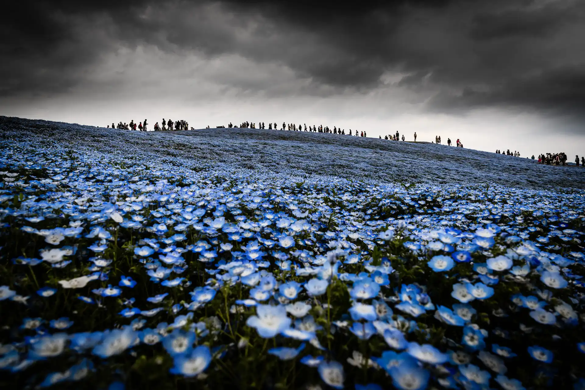 Flowerscape - 1