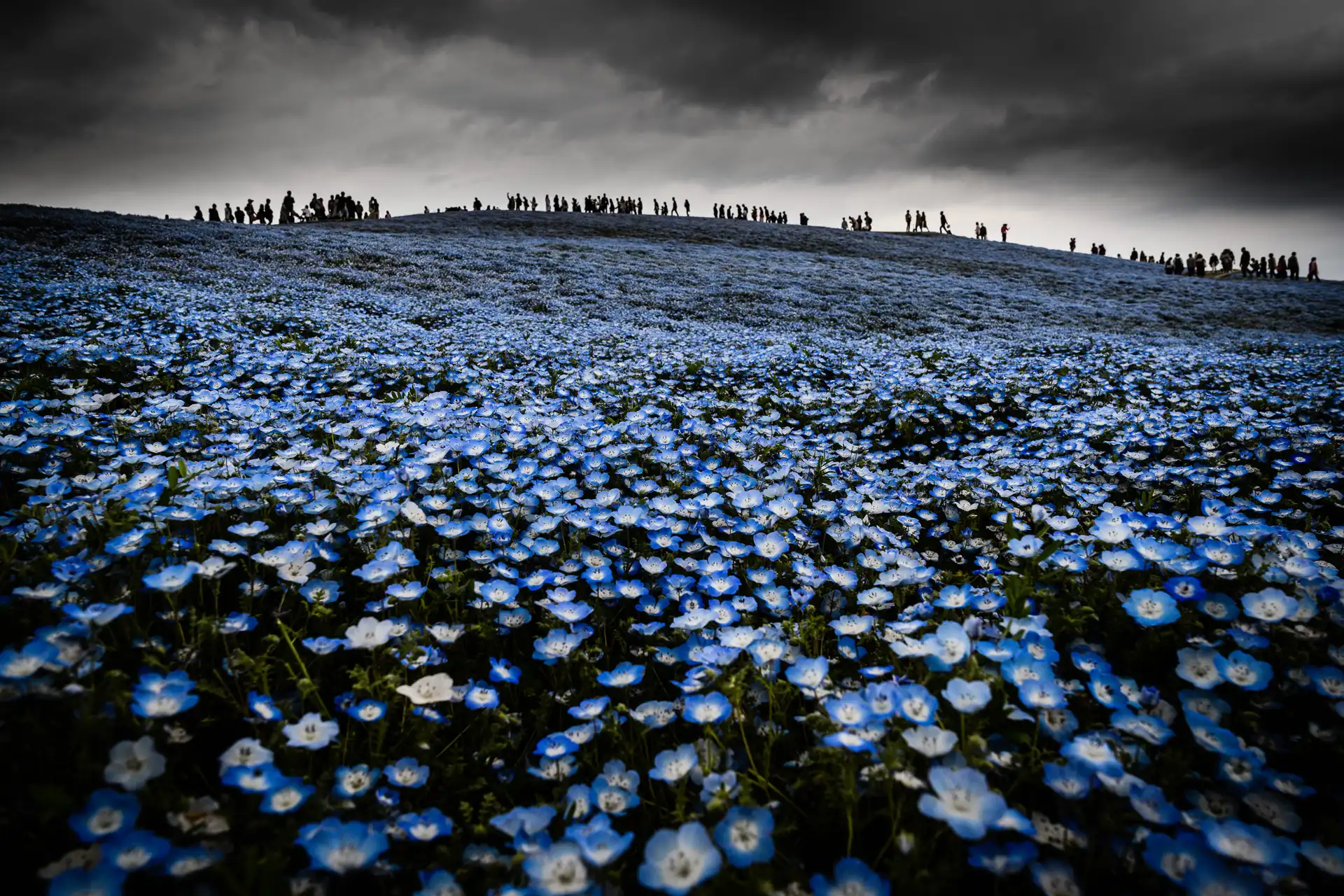 Flowerscape - 2