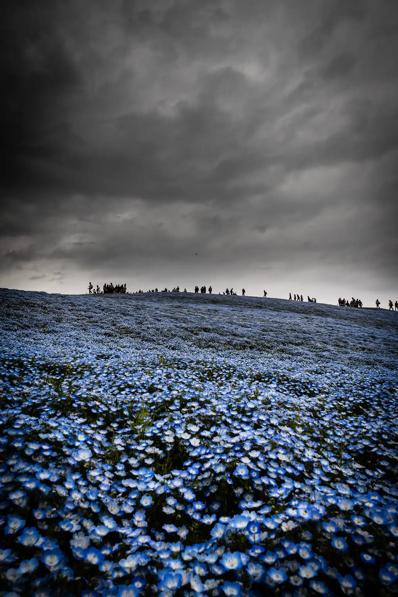 Flowerscape - 3