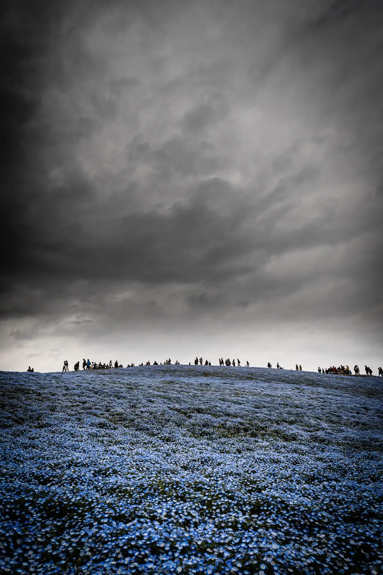 Flowerscape - 4