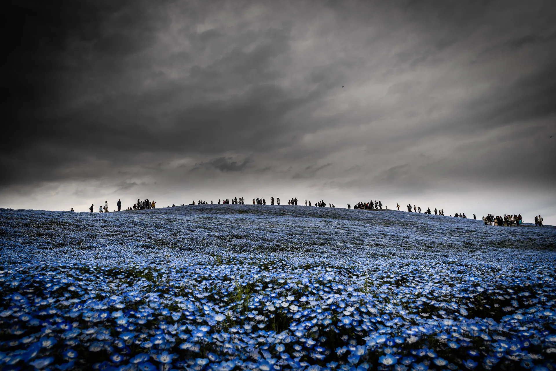 Flowerscape - 5