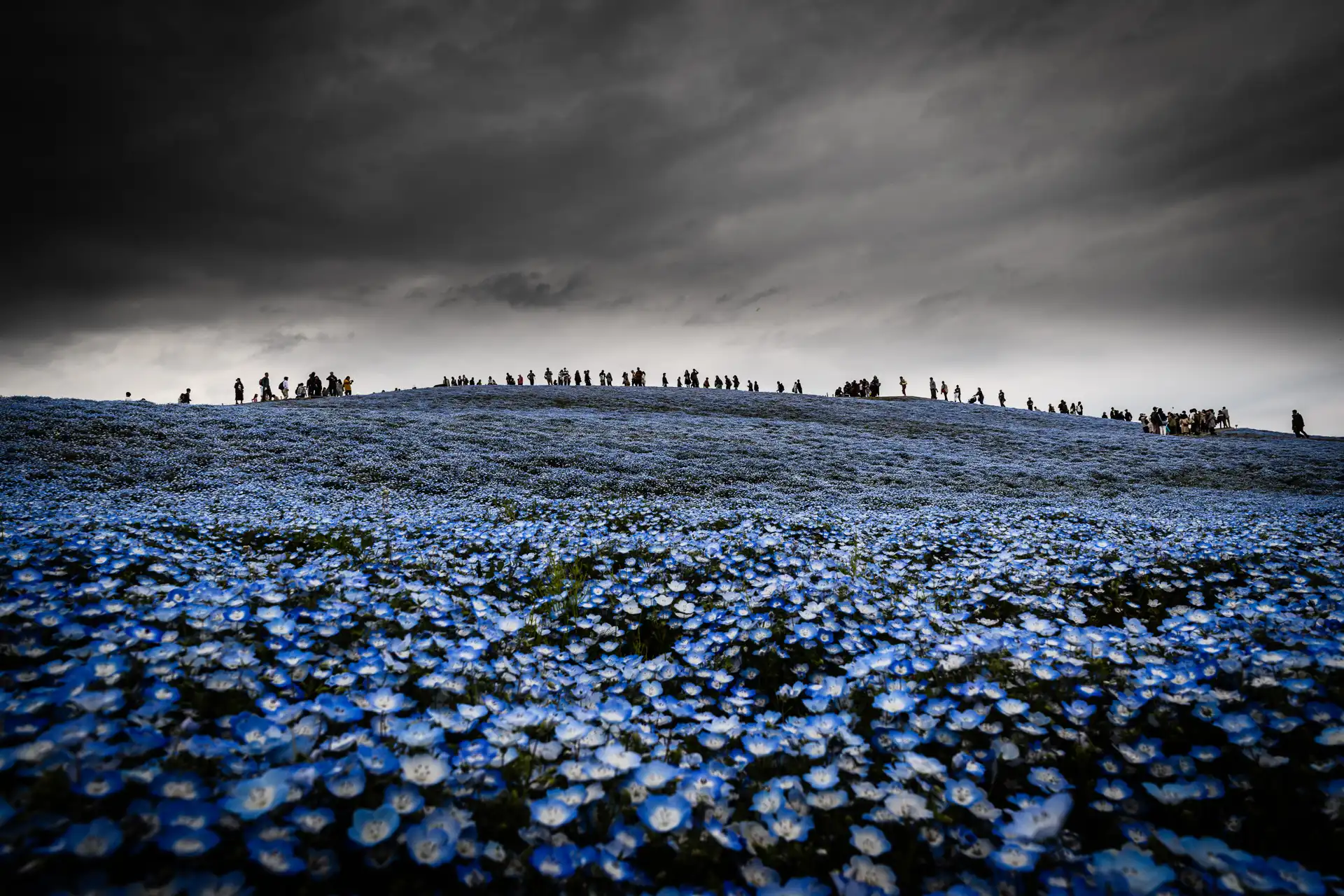 Flowerscape - 6