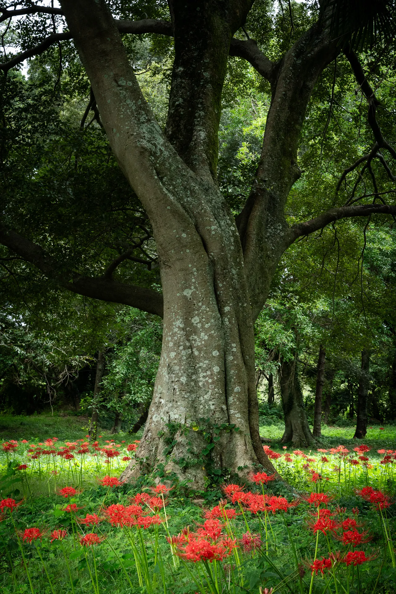 Red Spider Lilies - 3