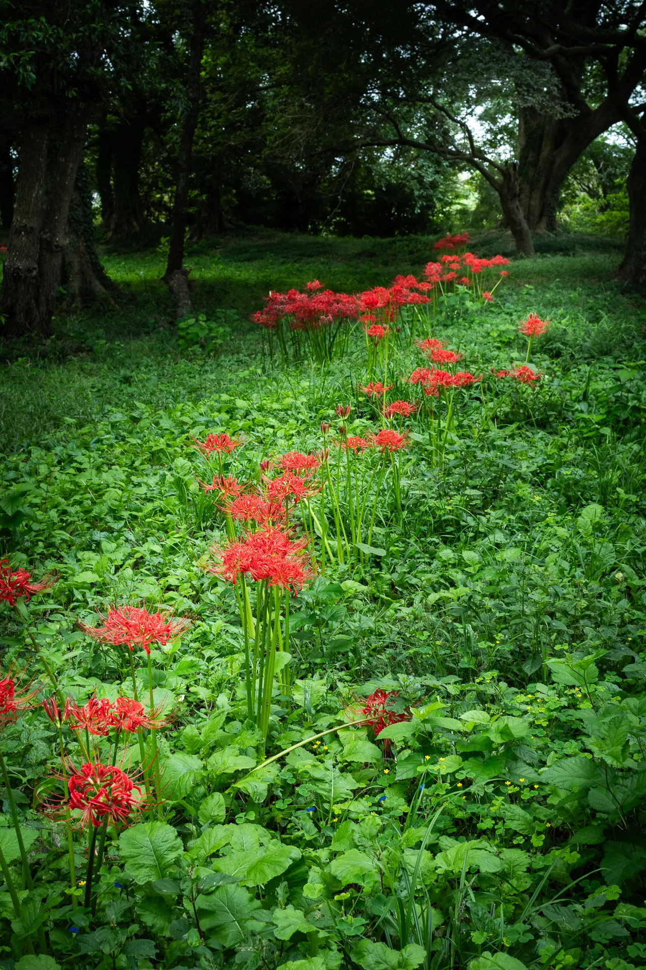 Red Spider Lilies - 4