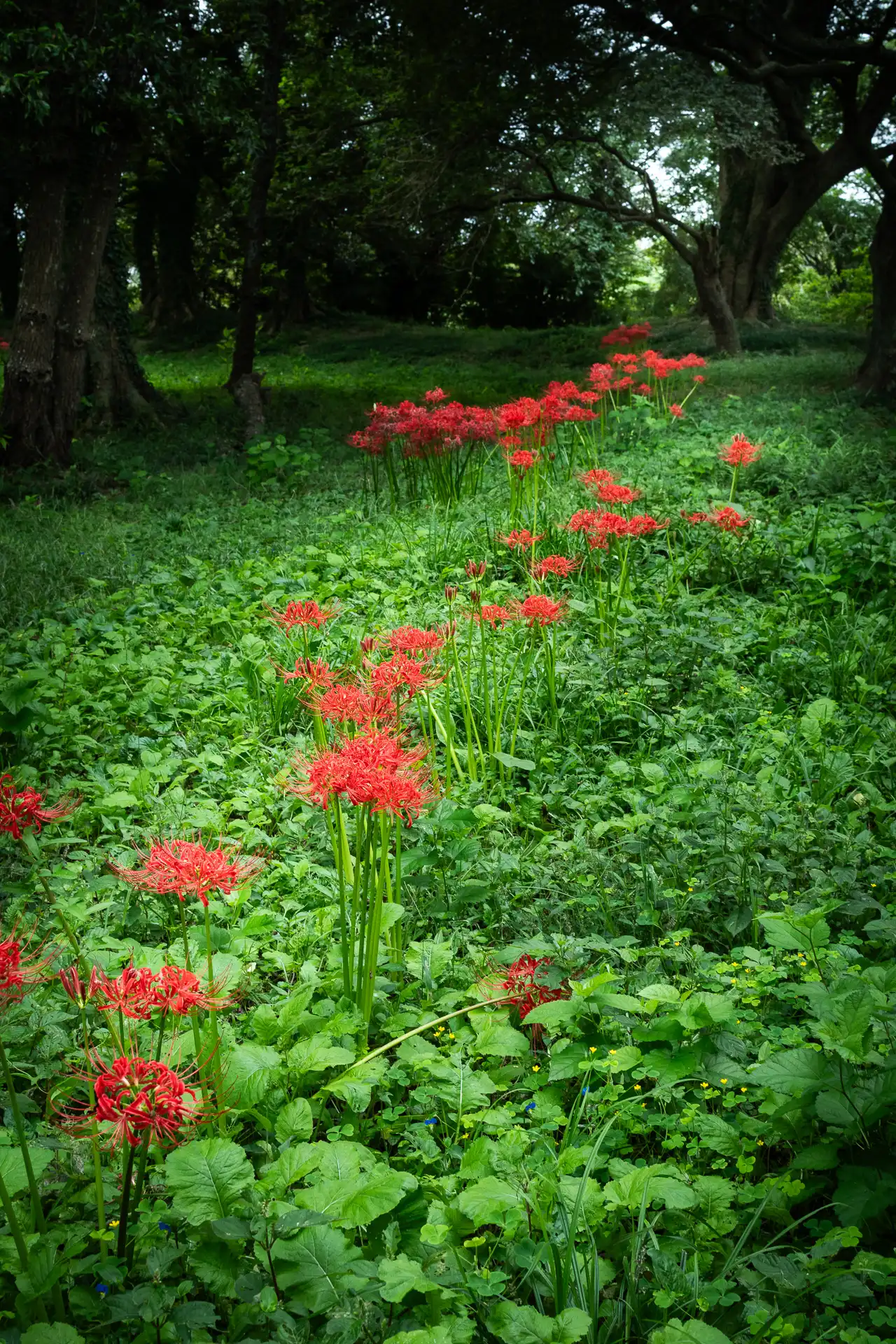 Red Spider Lilies - 4