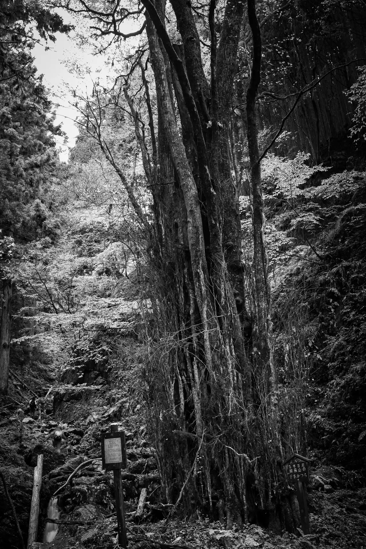 Deep Forest - 21