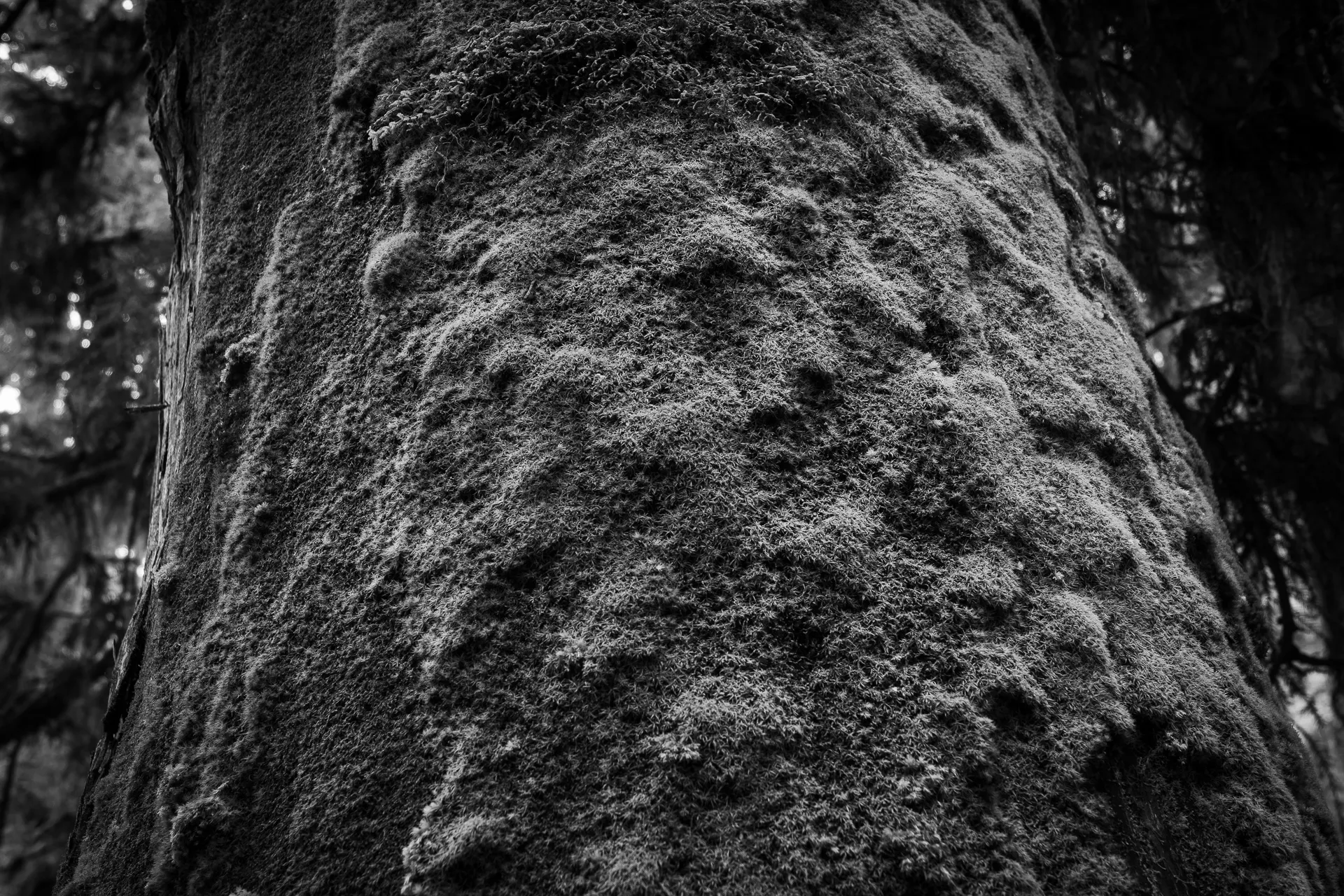 Deep Forest - 22