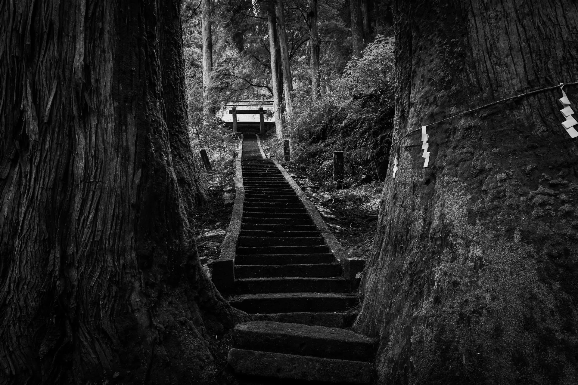 Deep Forest - 24