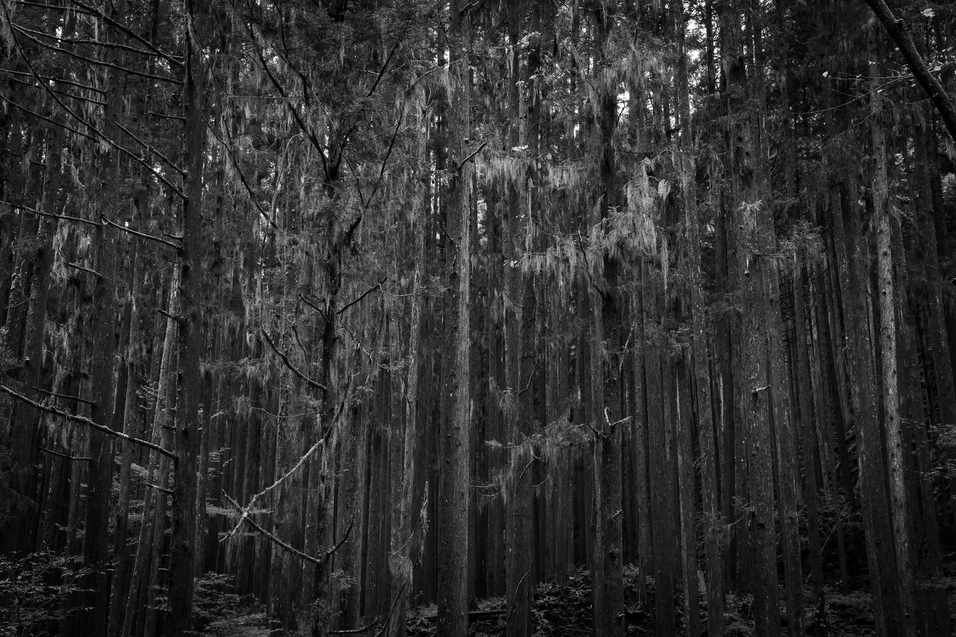 Deep Forest - 25