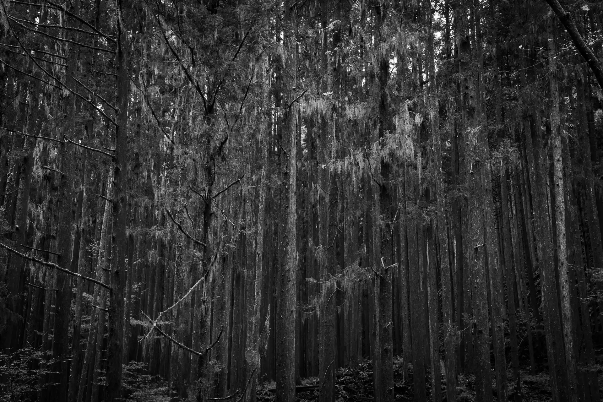 Deep Forest - 25
