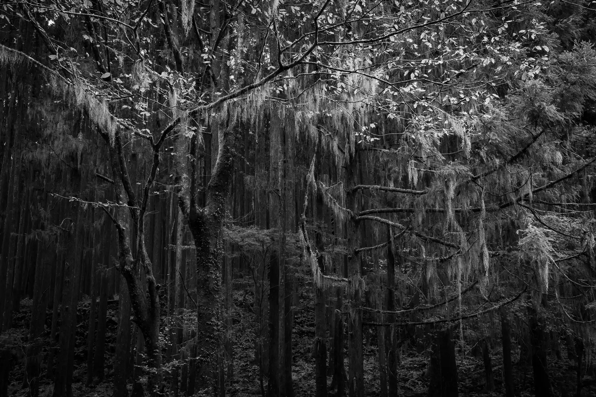 Deep Forest - 26