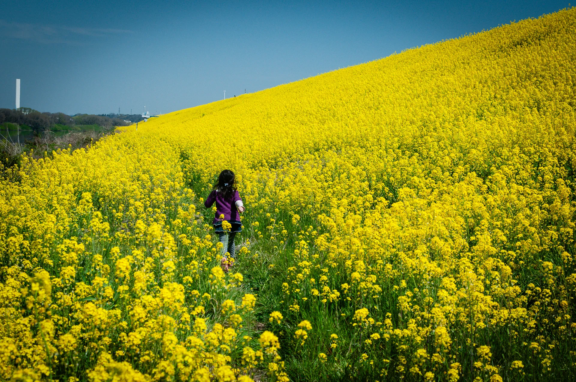 Flowerscape - 7