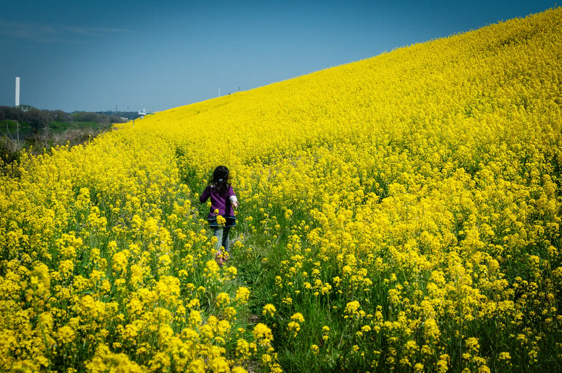 Flowerscape - 7