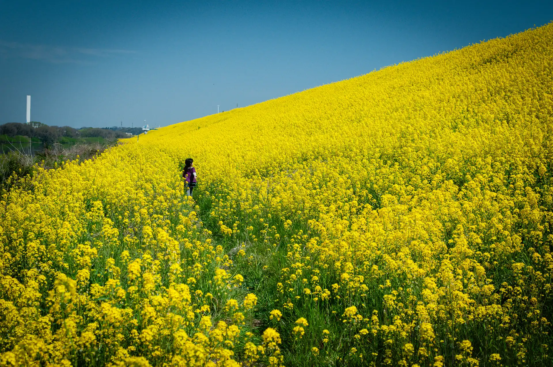 Flowerscape - 8