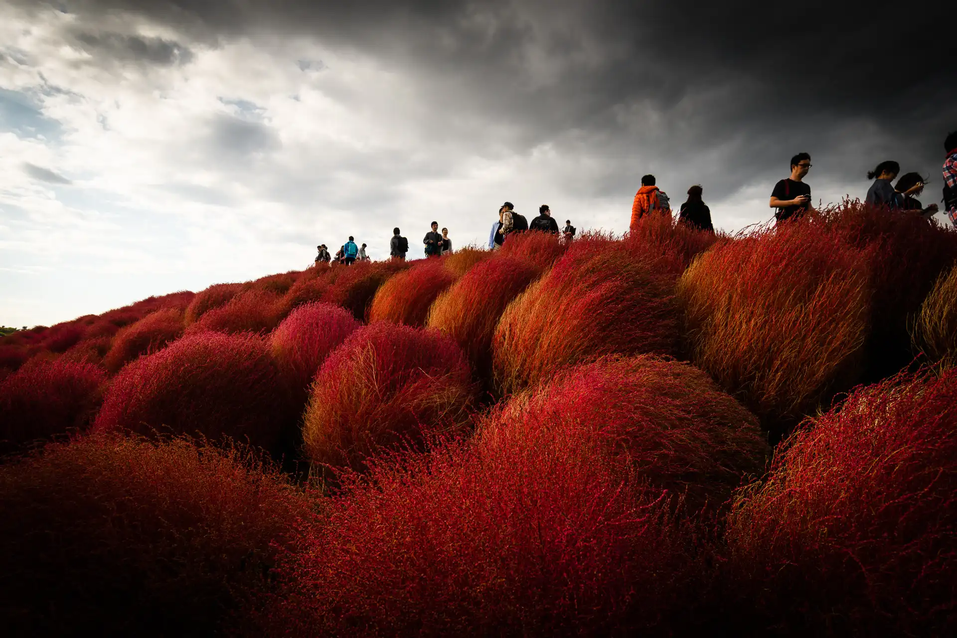 Flowerscape - 9