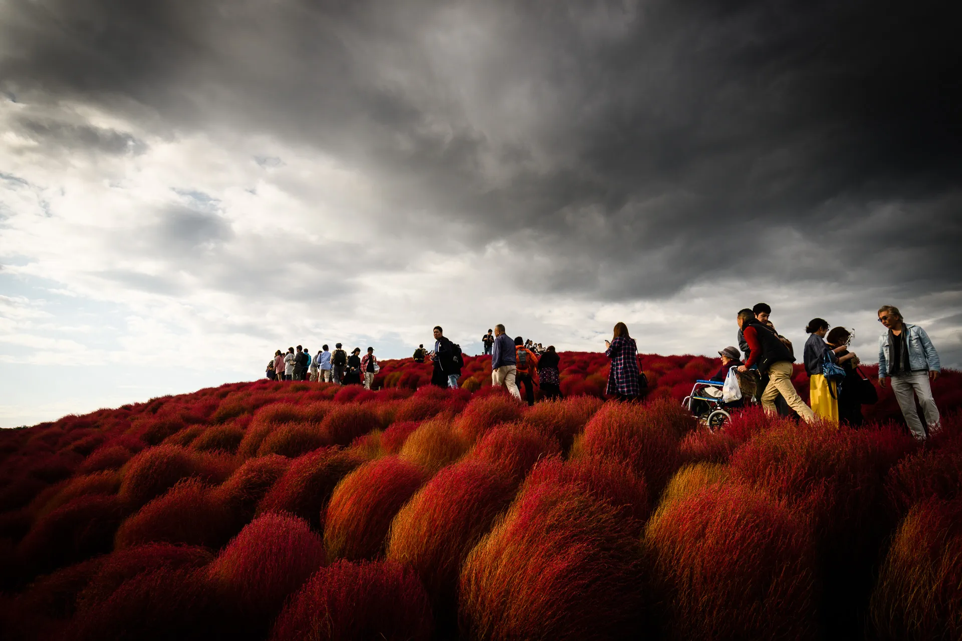 Flowerscape - 10