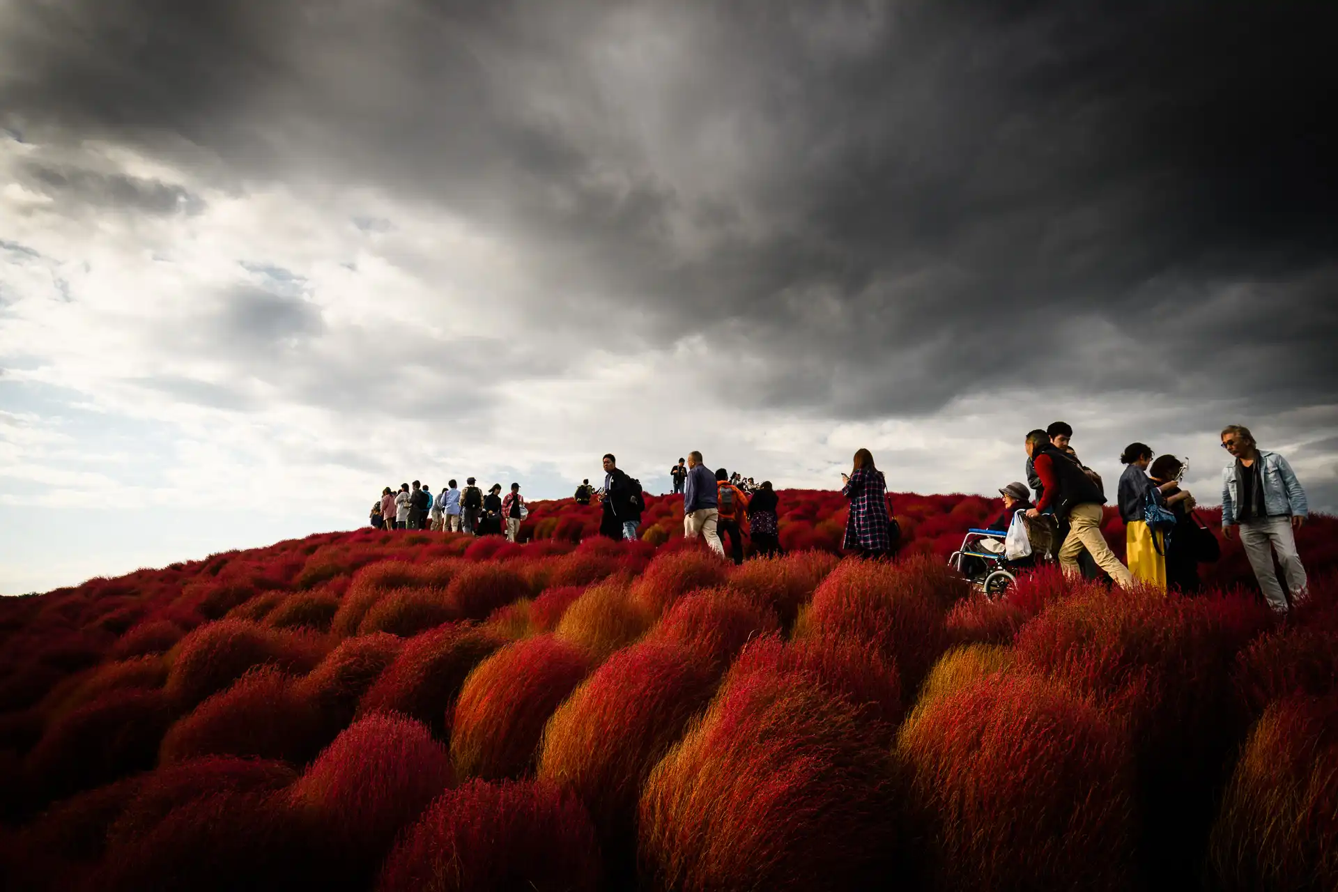 Flowerscape - 10