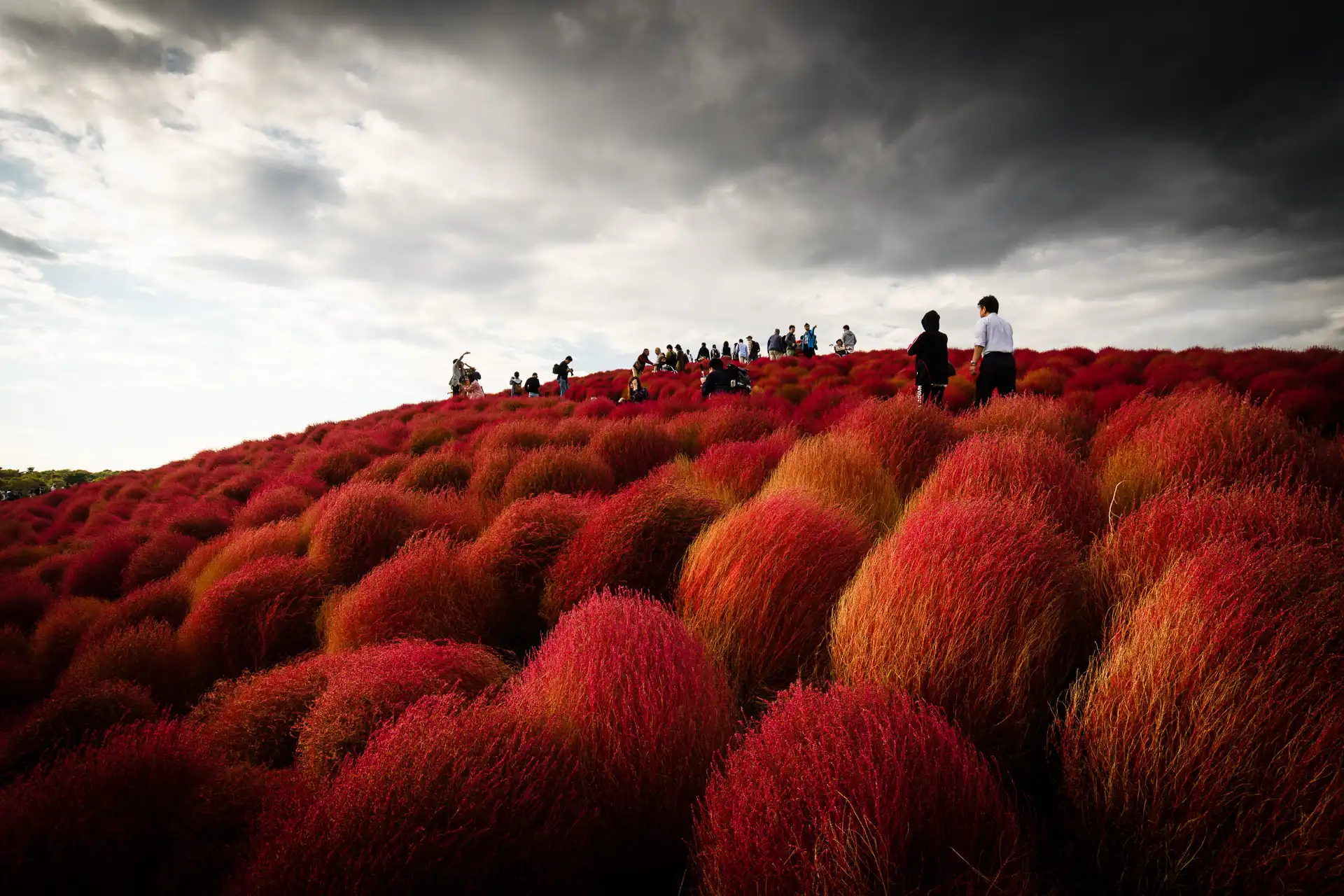 Flowerscape - 11