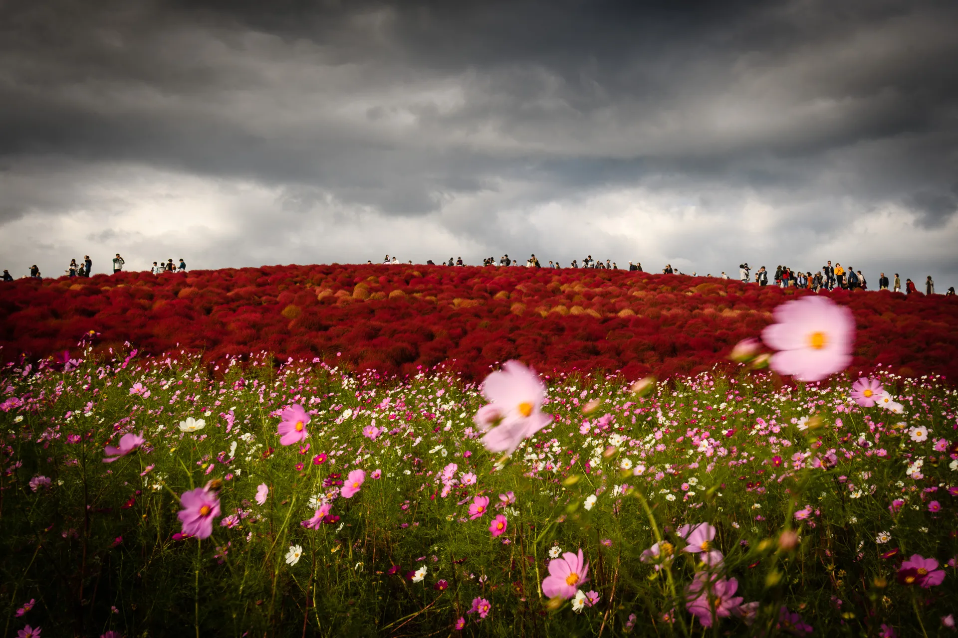 Flowerscape - 12