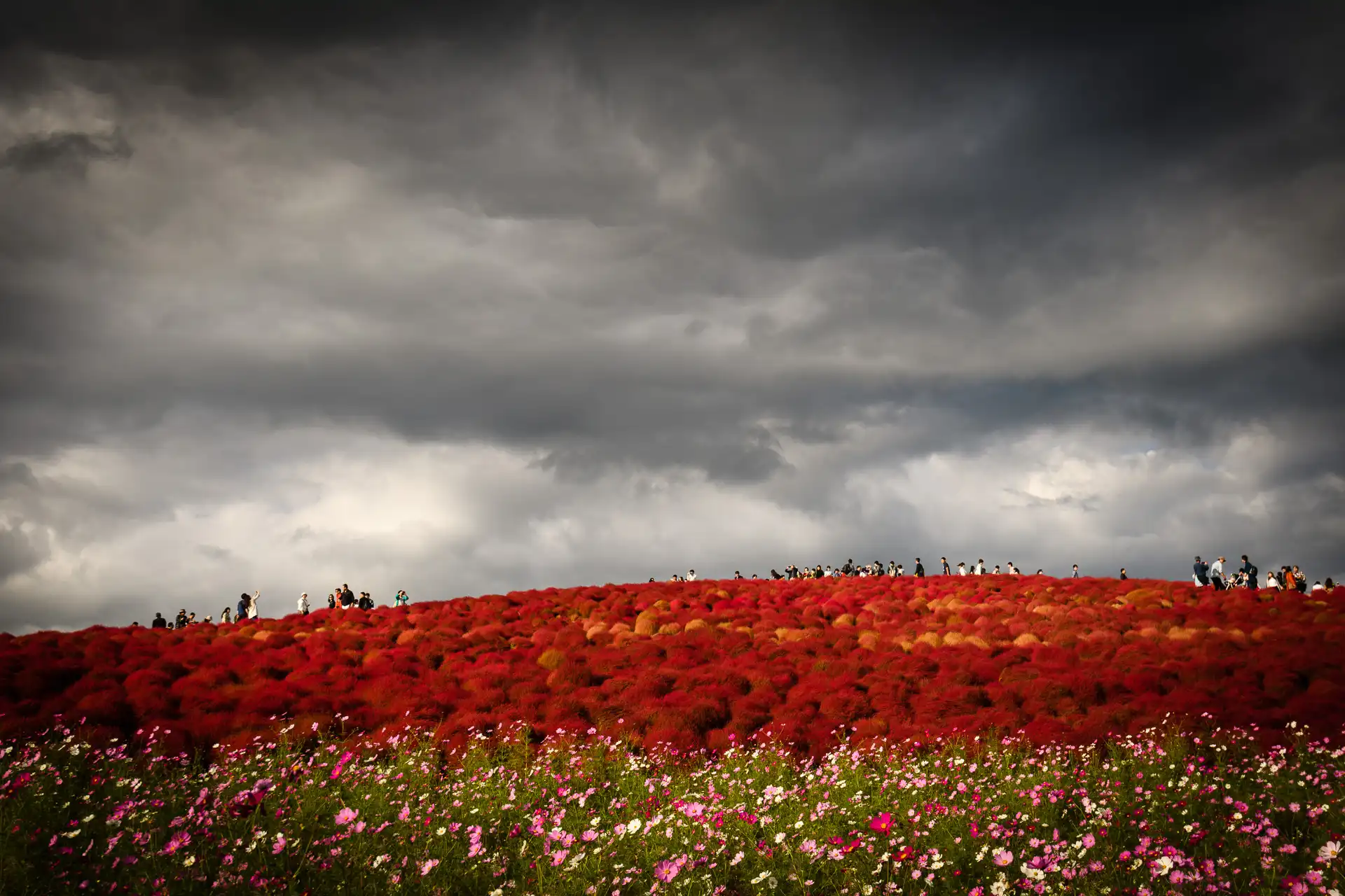 Flowerscape - 14