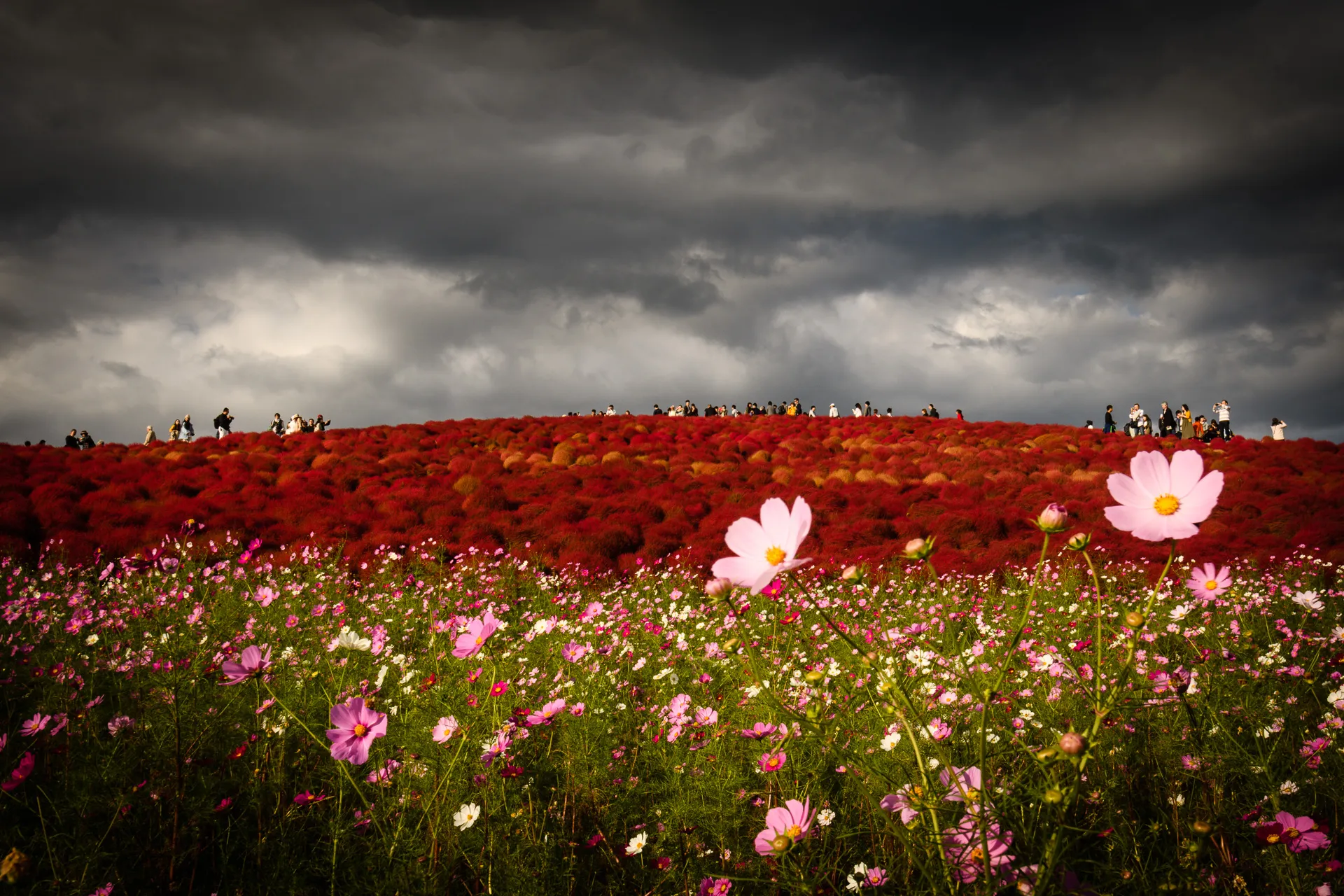 Flowerscape - 15