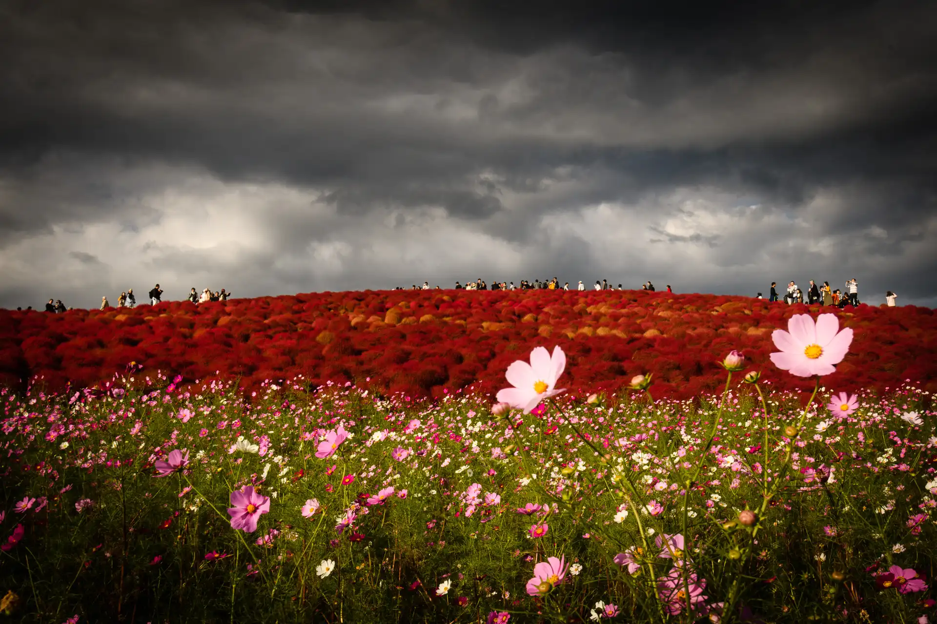 Flowerscape - 15