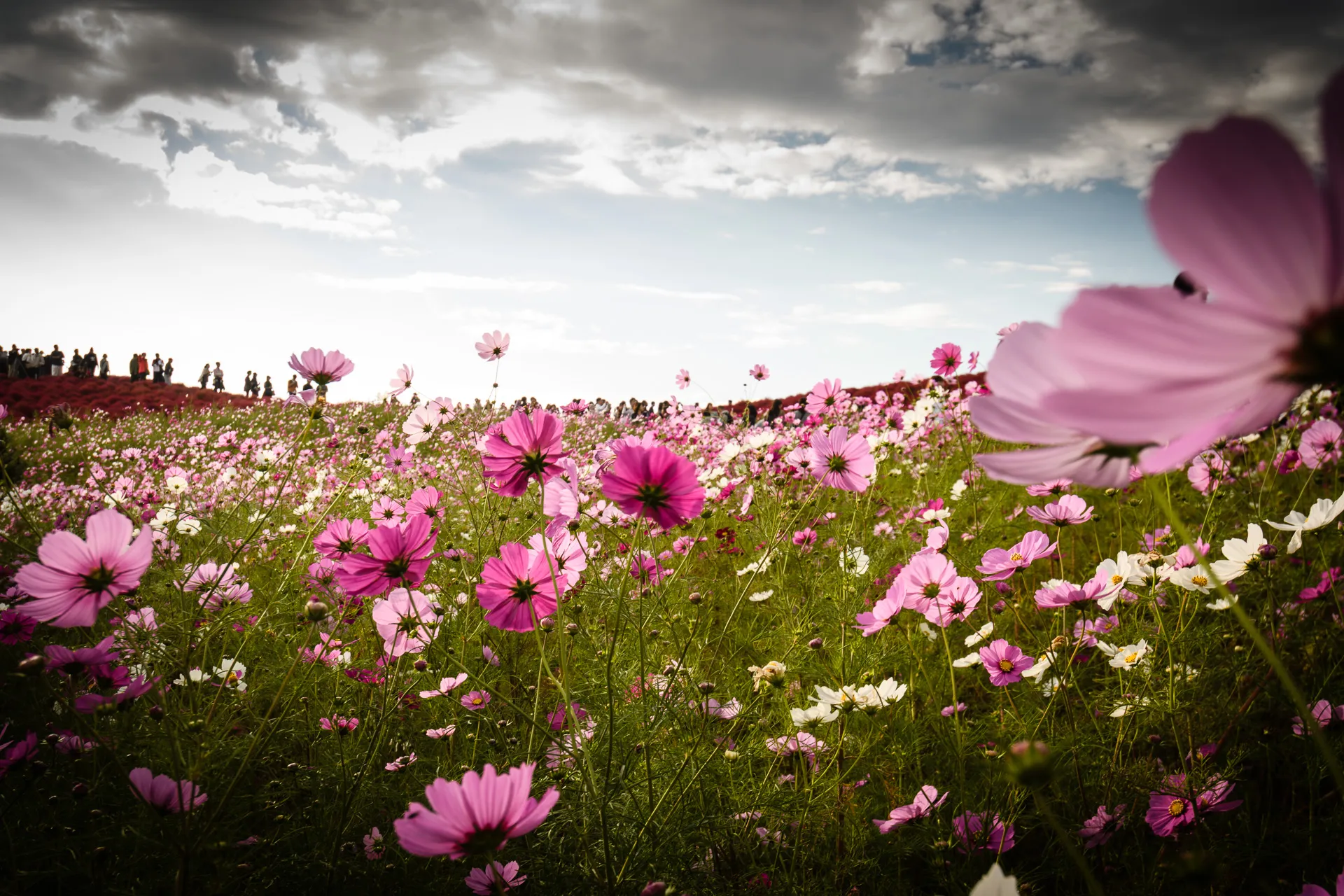 Flowerscape - 16