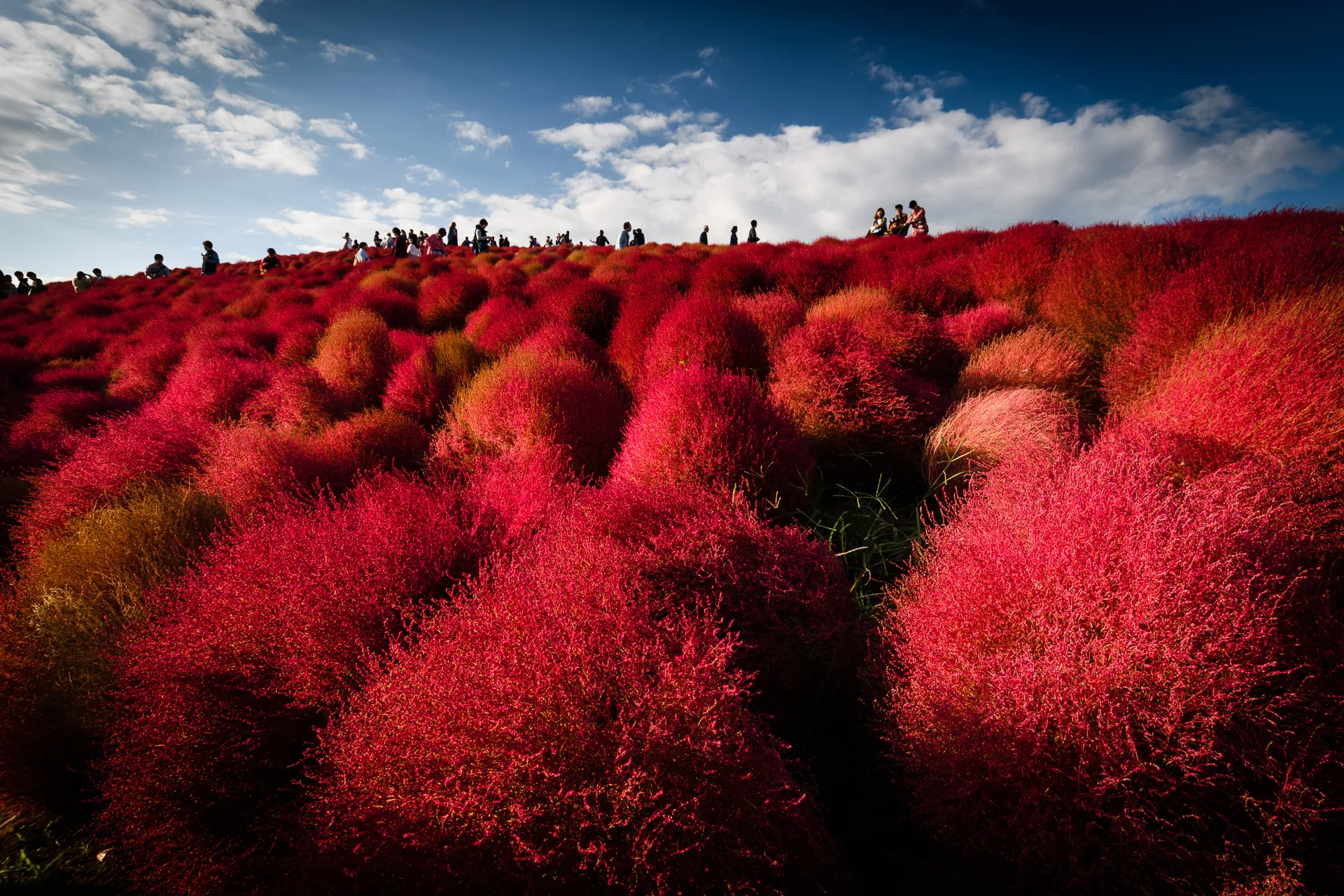 Flowerscape - 17