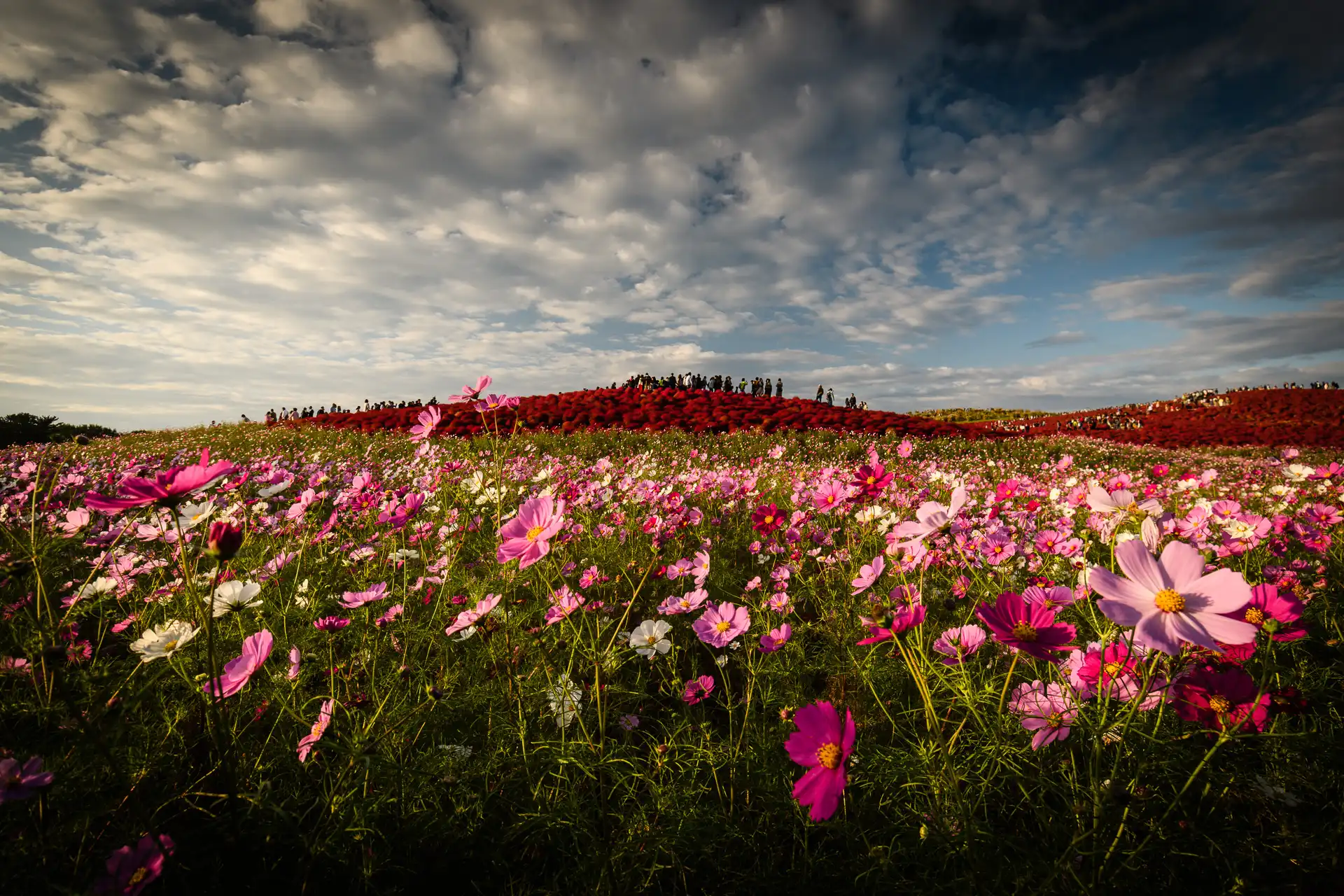 Flowerscape - 18