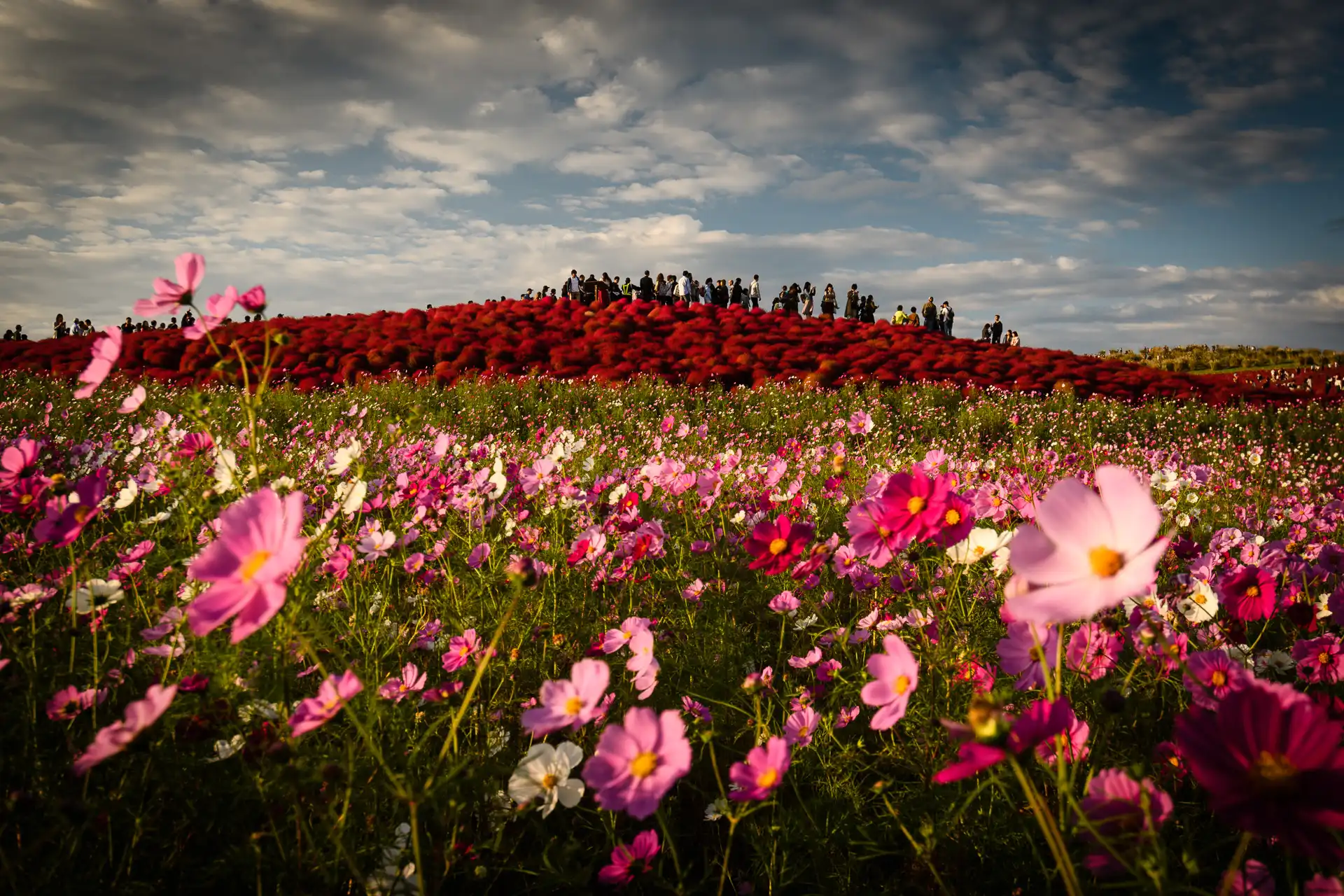 Flowerscape - 19