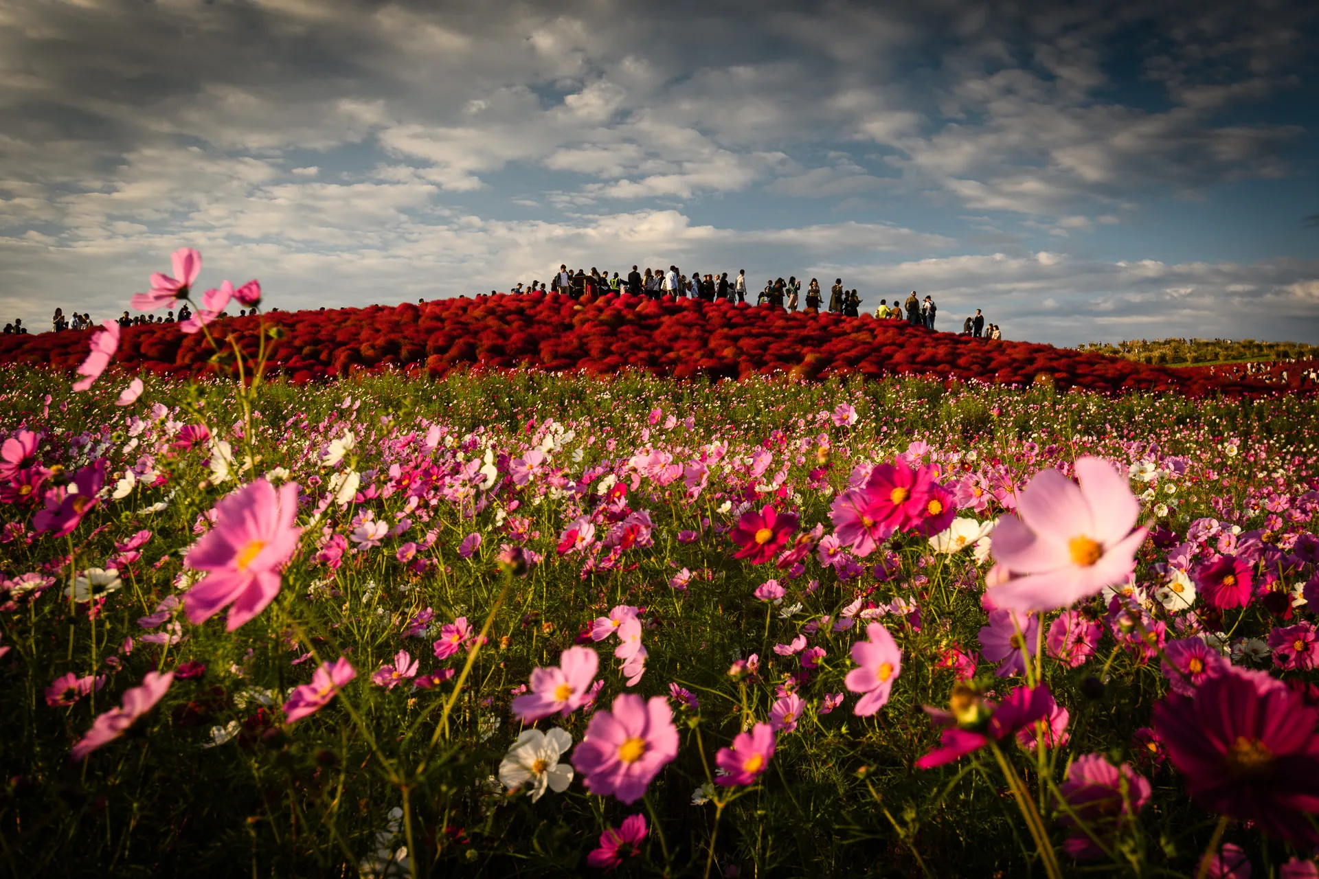 Flowerscape - 19